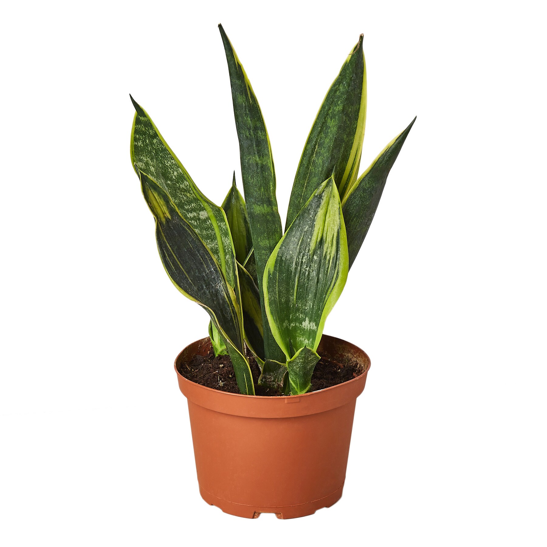 House Plant Shop 6-SNAKE-GOLD.STAR Snake Plant House Plant in 1-Pack Pot