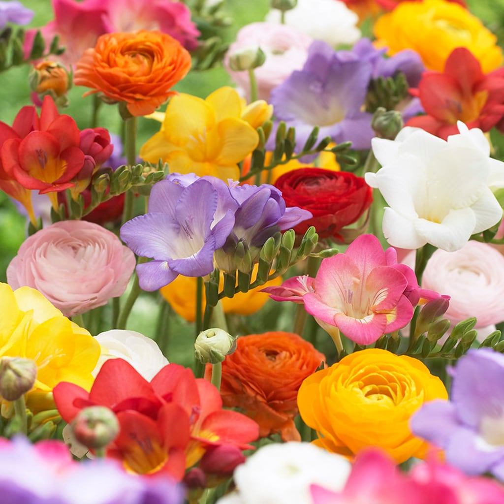 Van Zyverden 11250 Multicolor Freesia and Butter cups Bulbs 25.0 Count