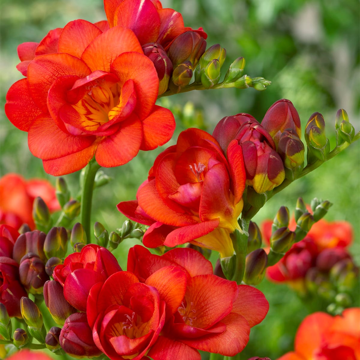 Van Zyverden 83514 Red Freesias Double Blooming Red Bulbs 25 Count