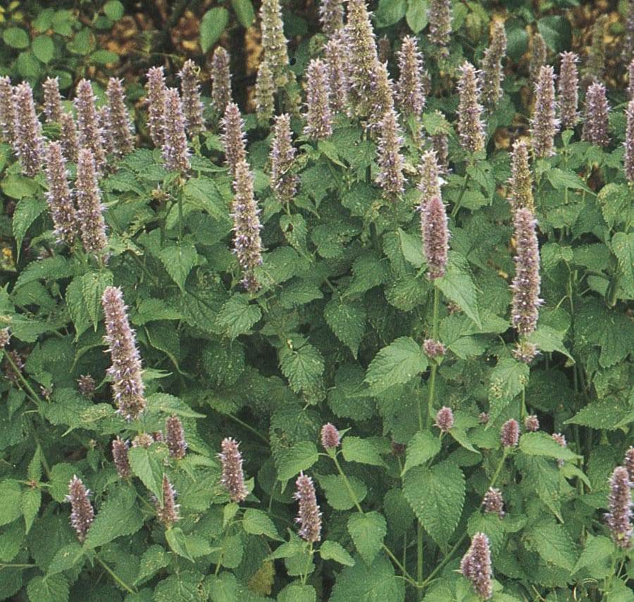 Lowe's NURSERY Multicolor Agastache Plant in -Quart Pot