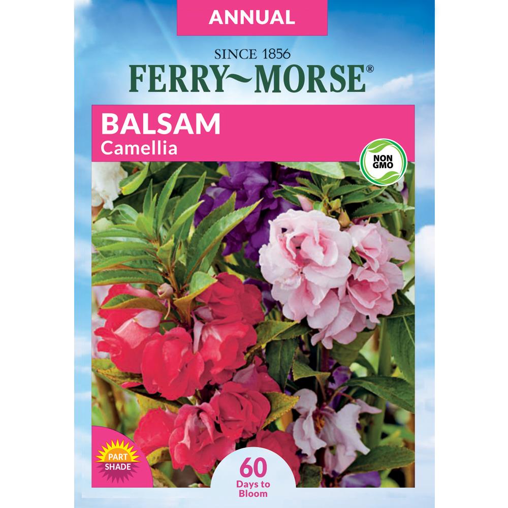 Ferry-Morse Balsam Camellia Flower Packet) 600-mg at Lowes.com