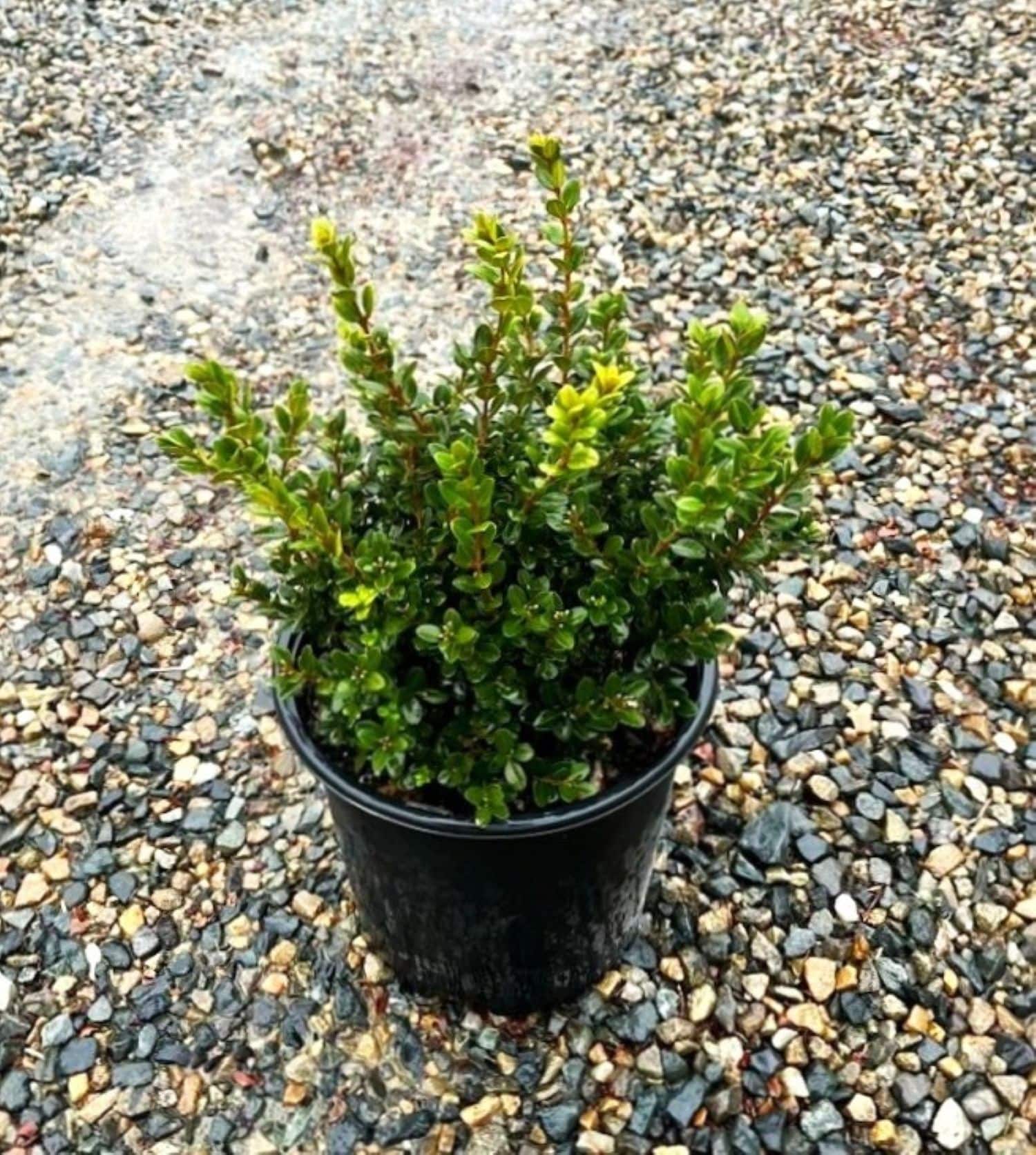 O11732M shrubs - View #3