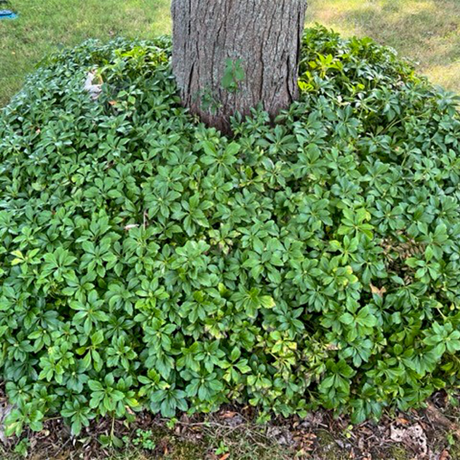 Image of Pachysandra perennial plant