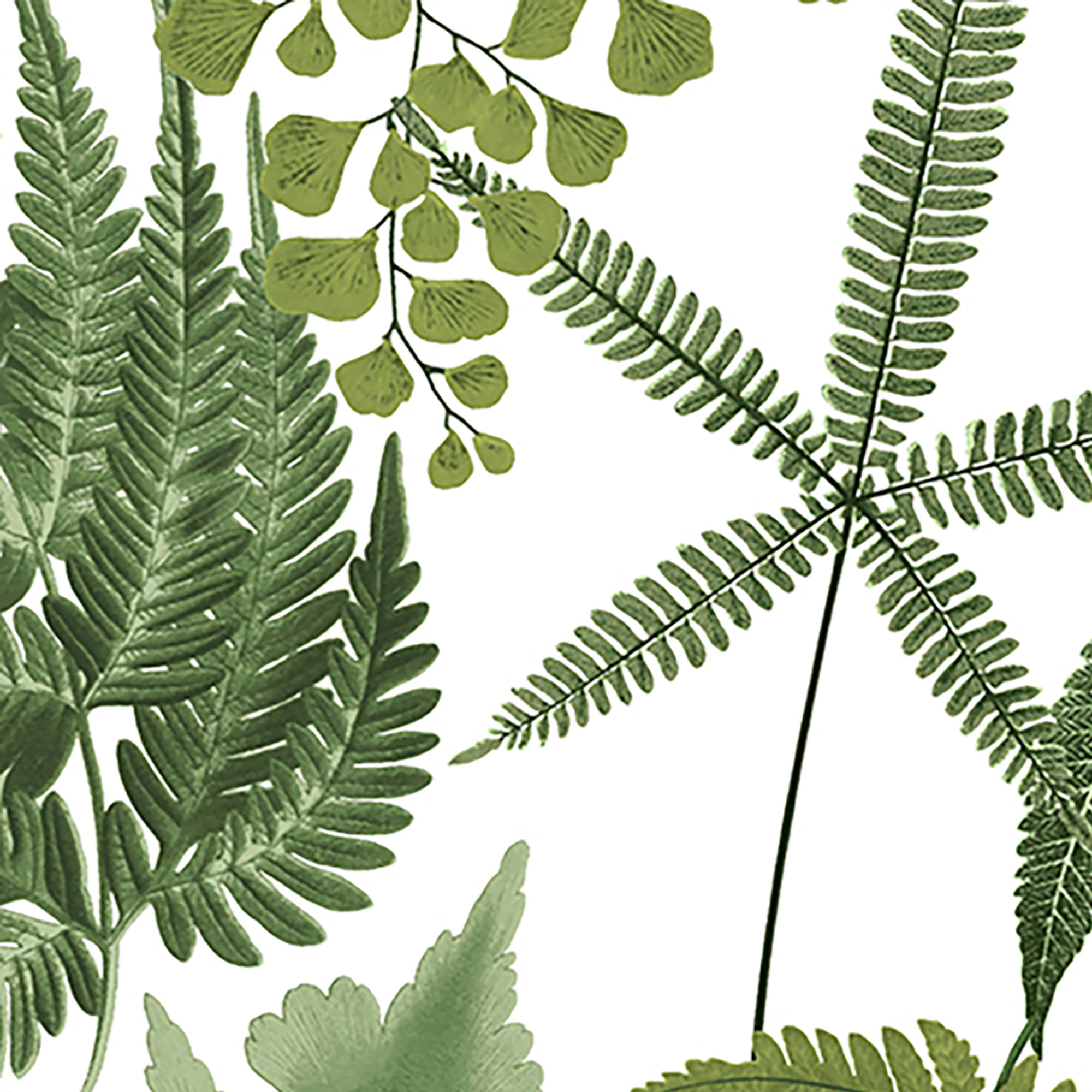 Graham & Brown 10788094 Wallpaper-Samples - View #4
