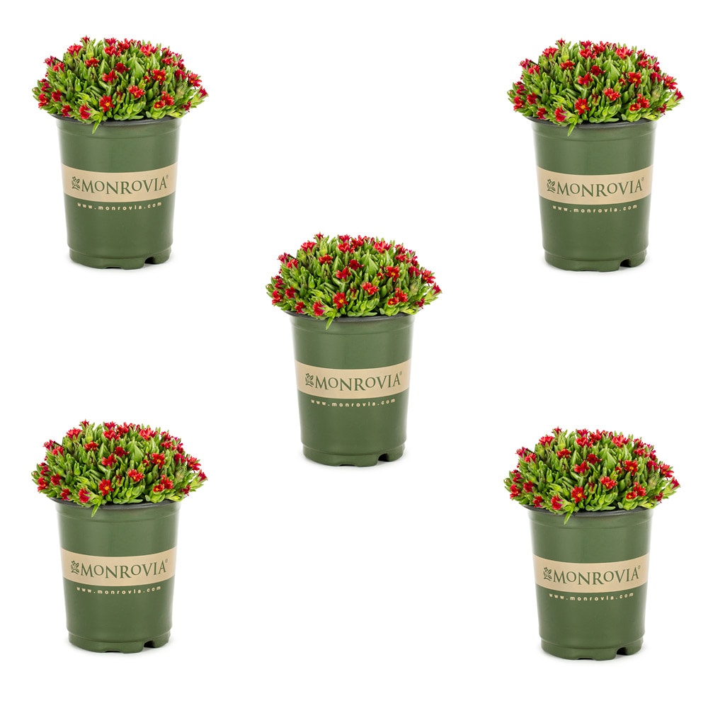 Monrovia 78500 Red Ice Plant Plant in 1.5 -Pint Pot 5 -Pack
