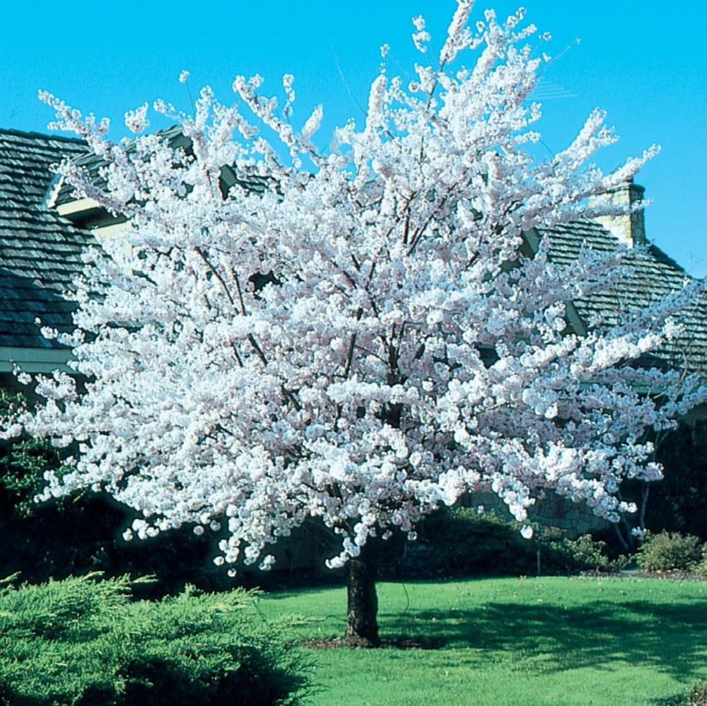  NURSERY 5.5-Gallon Pink Flowering Tree Autumnalis Flowering Cherry In Pot (With Soil)