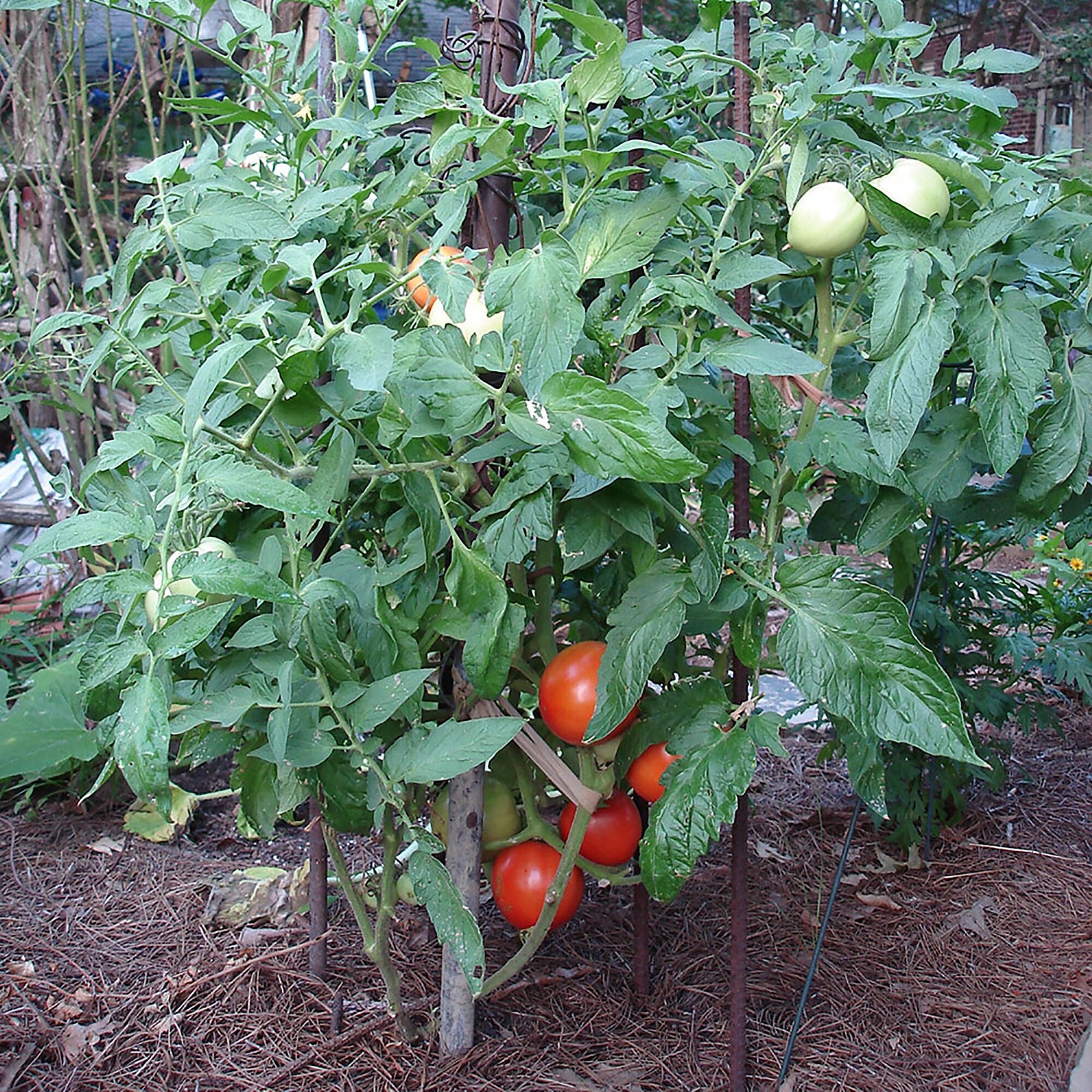 Bonnie Plants Tomatoes Pot Plant in the Vegetable Plants department at ...