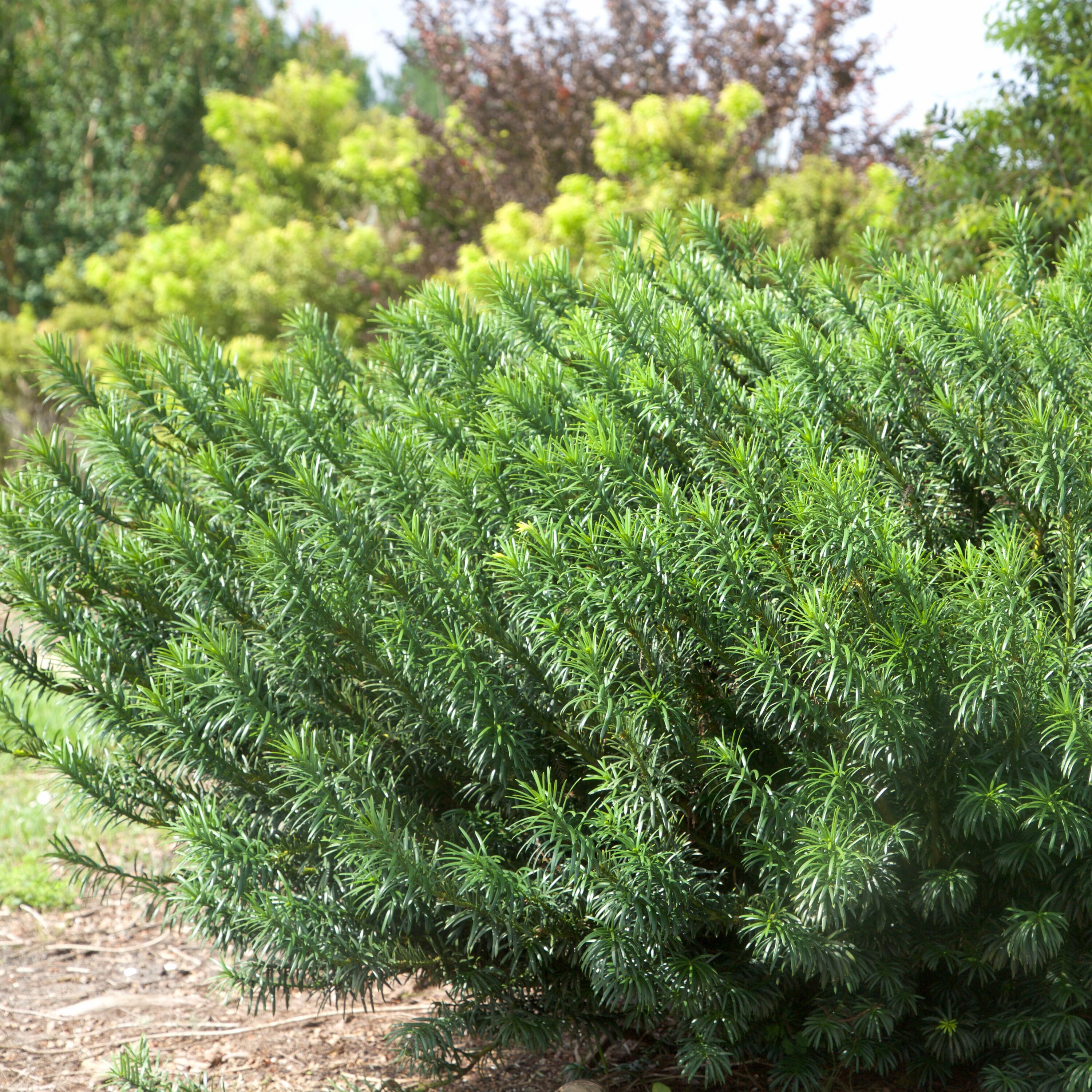 Southern Living Plant Collection 08072-1 shrubs - View #5