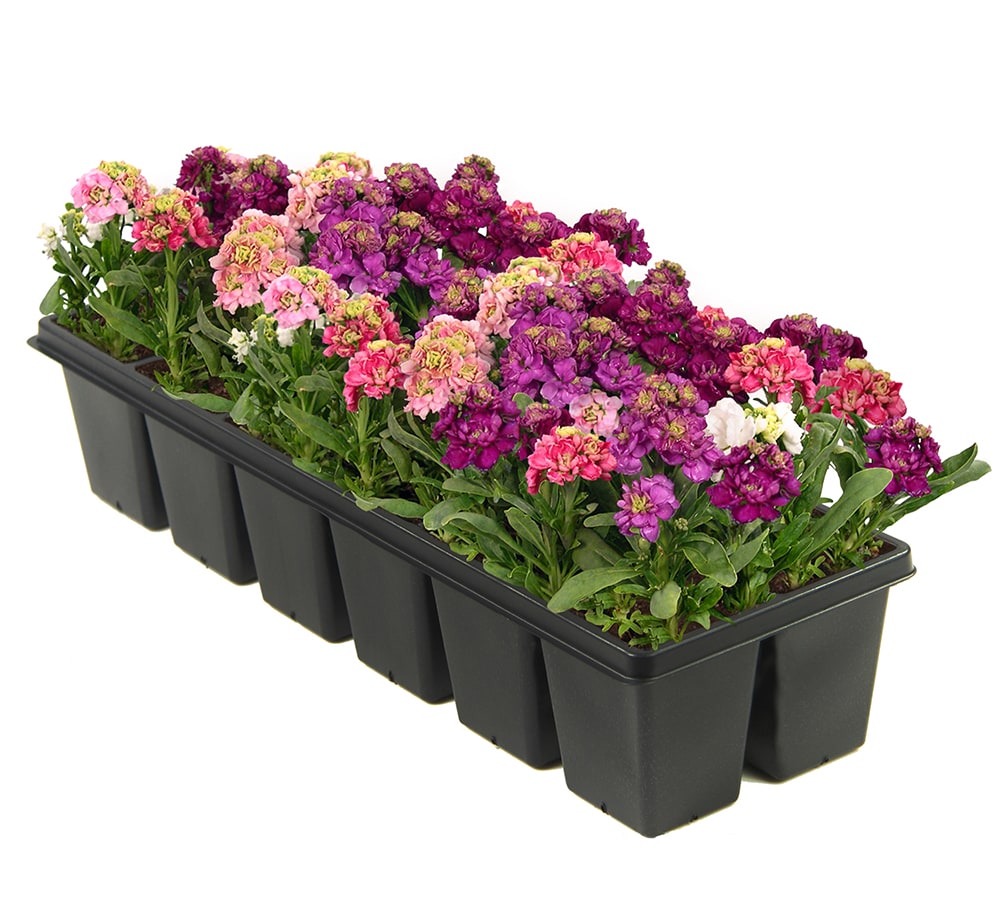 Lowe's 20 Pack Multicolor Stock in Tray L20 in the Annuals ...