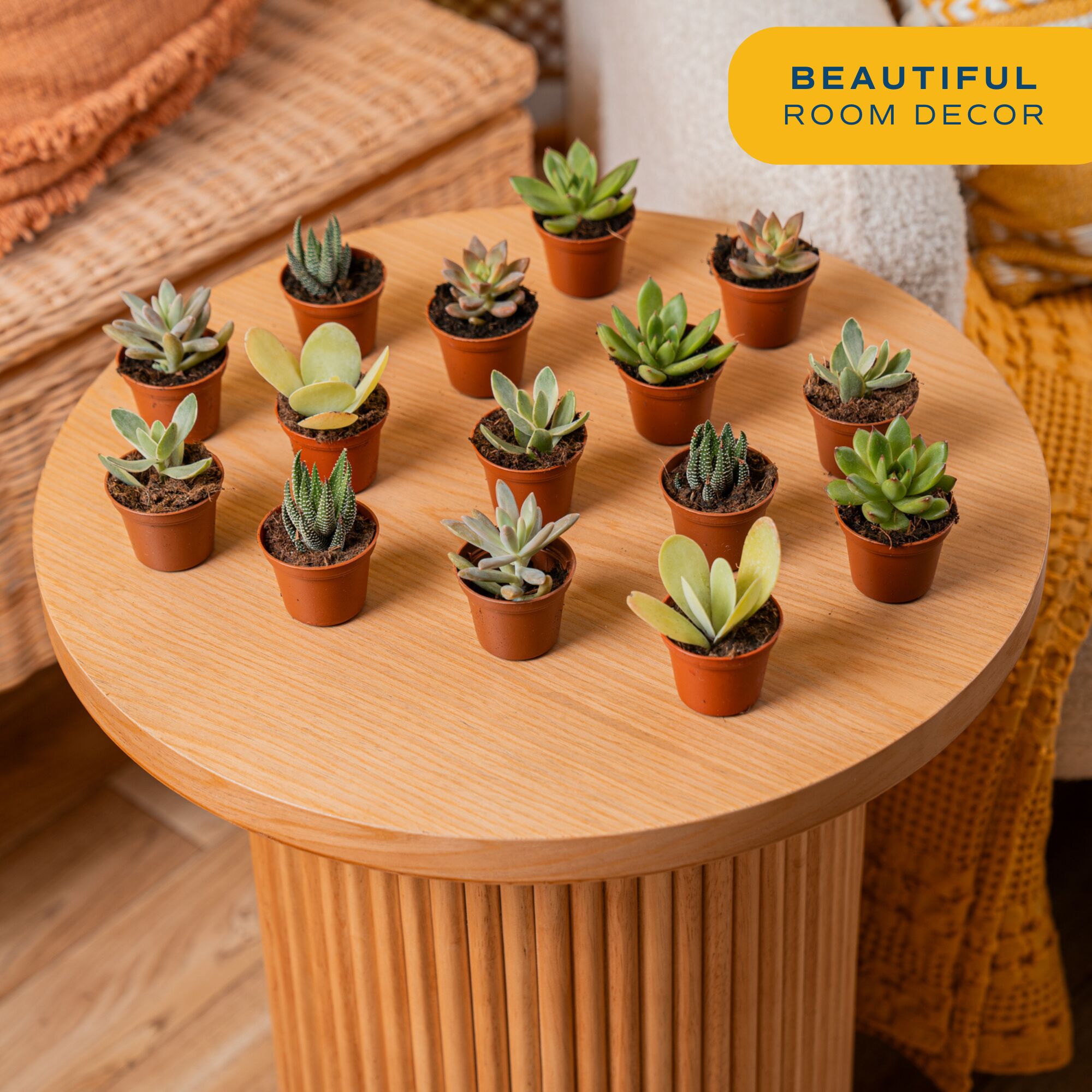 Costa Farms CO.MNSC.1.20PK Cacti-Succulents - View #4