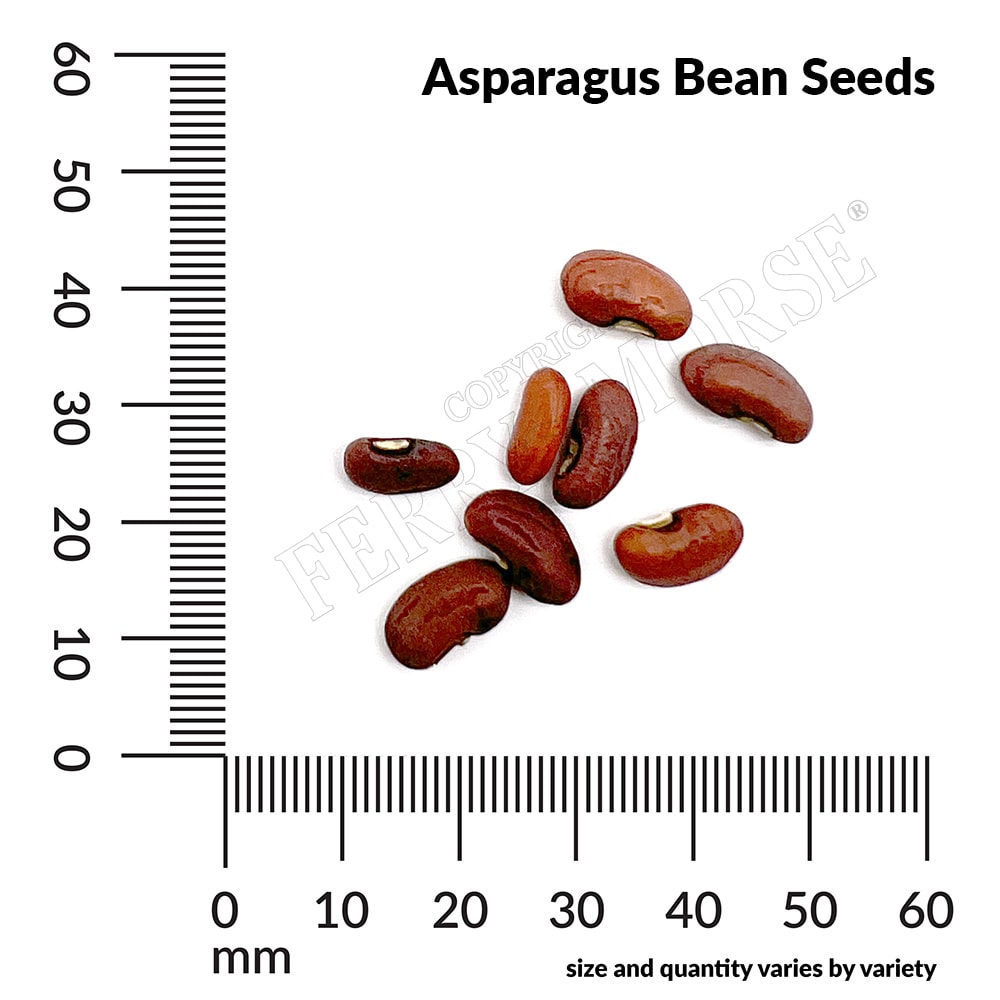 Ferry-Morse LC25.4143 Vegetable-Herb-Seeds - View #2