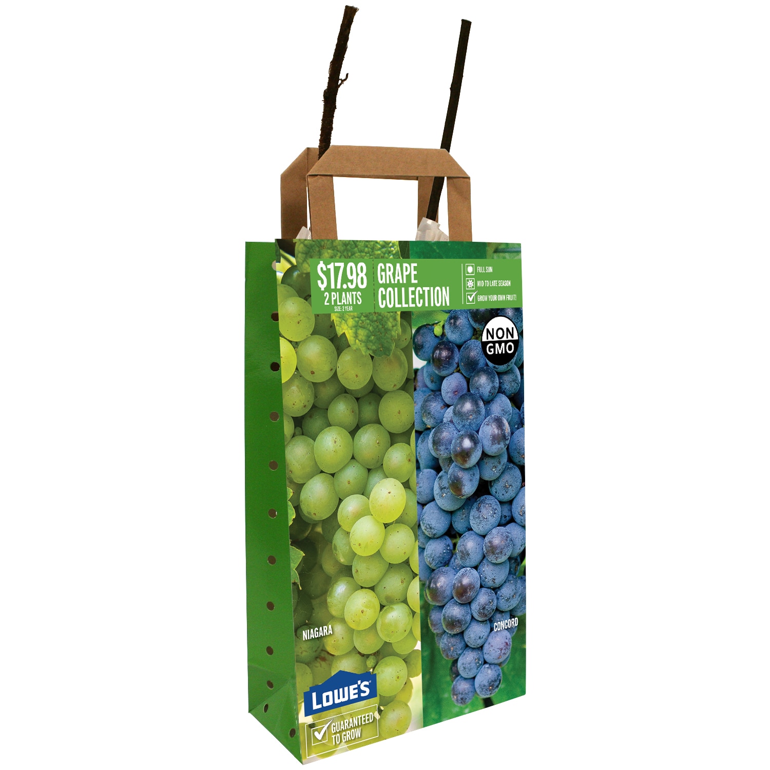  40581P DBL FRUIT GRAPE NIAGRA/CONCRD PBS