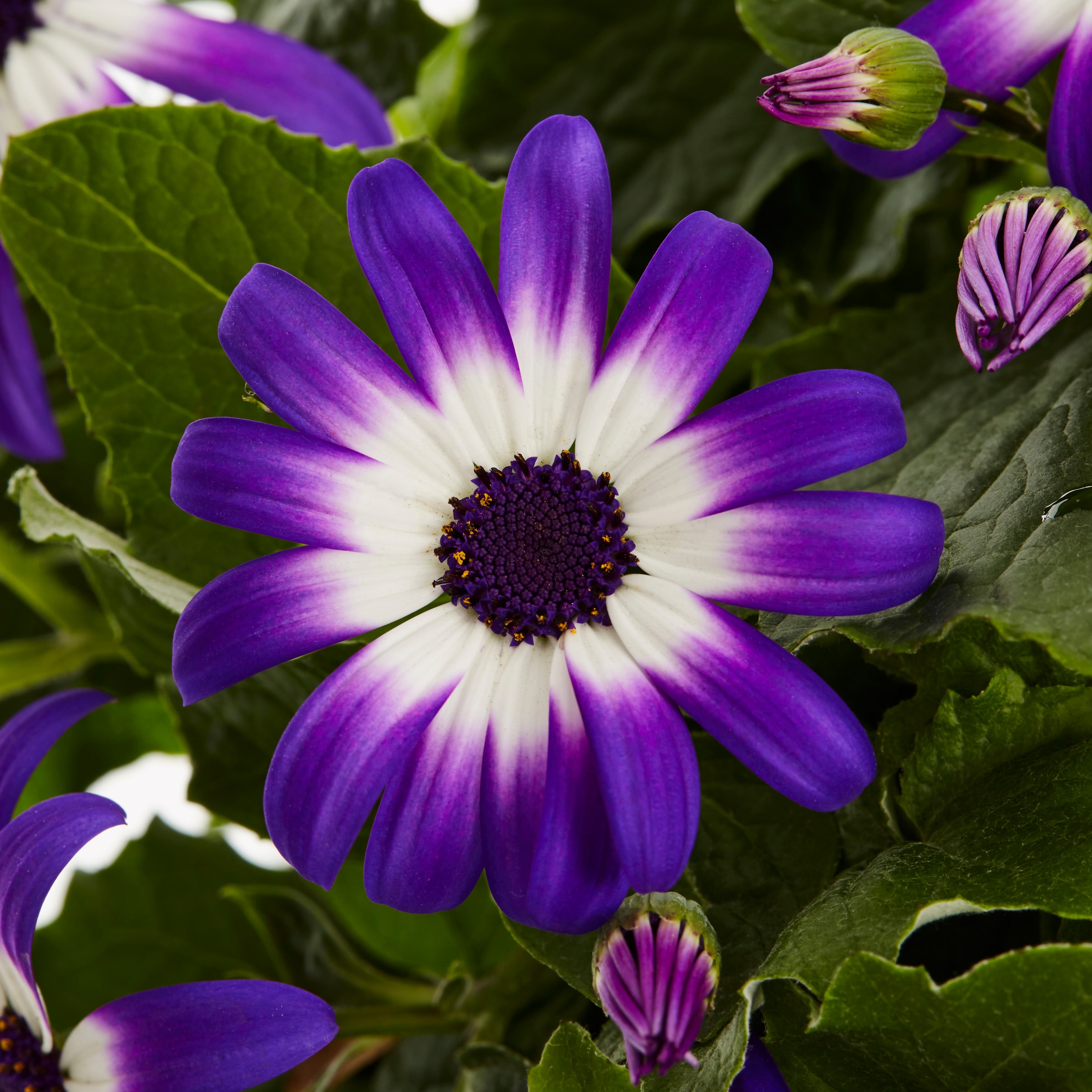 Lowe's 379458 annuals - View #2