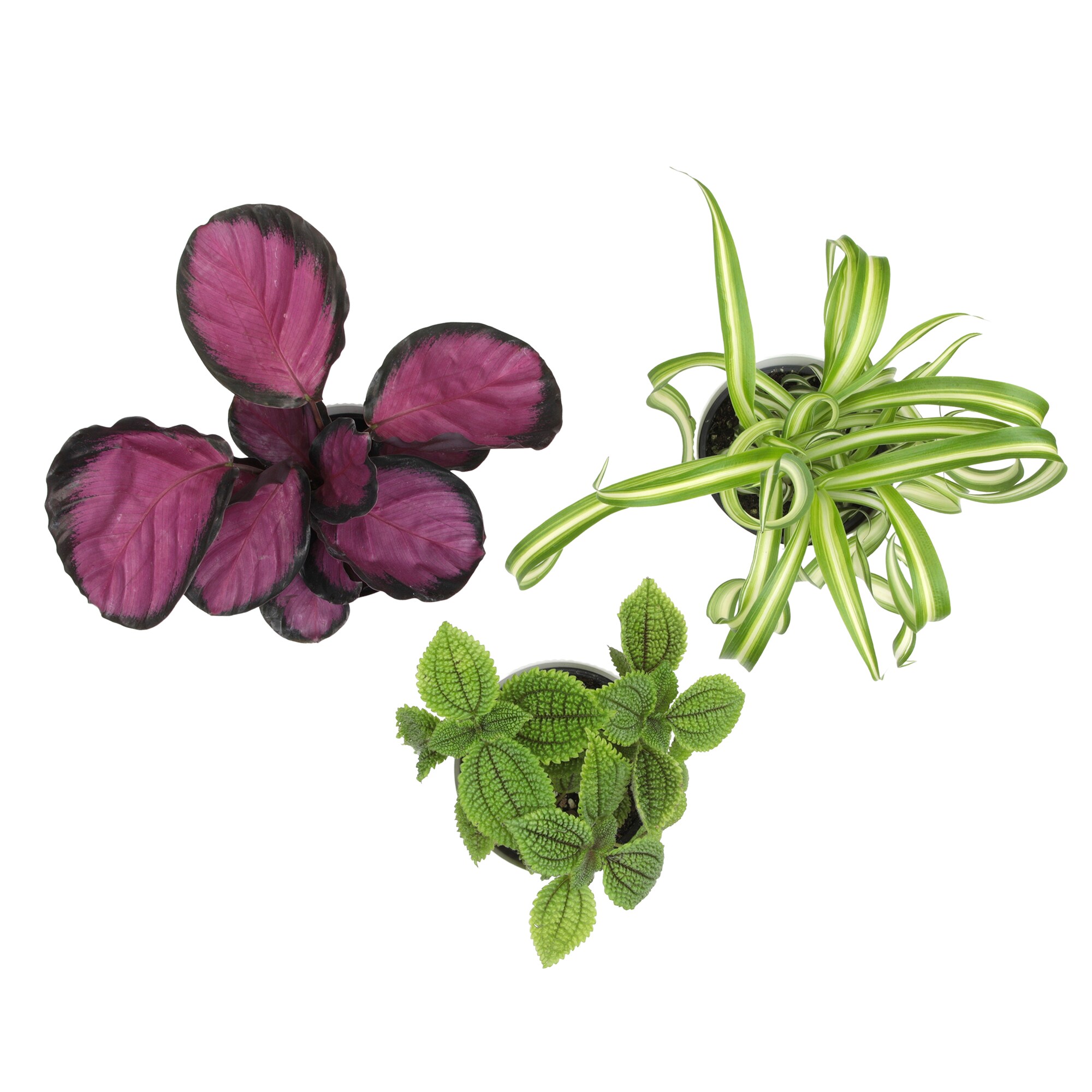 Altman Plants 0873469 hseplants - View #7