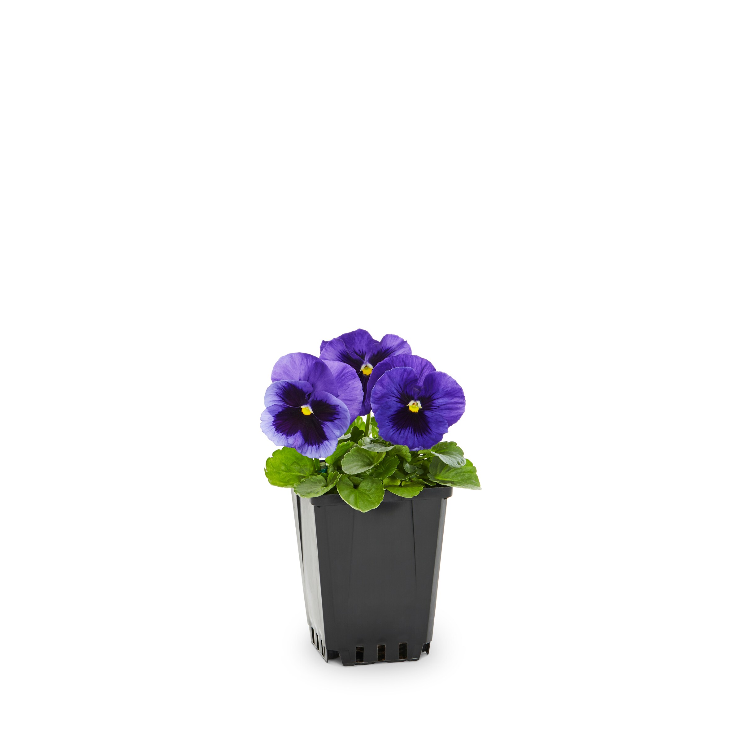 Lowe's NURSERY annuals - View #9