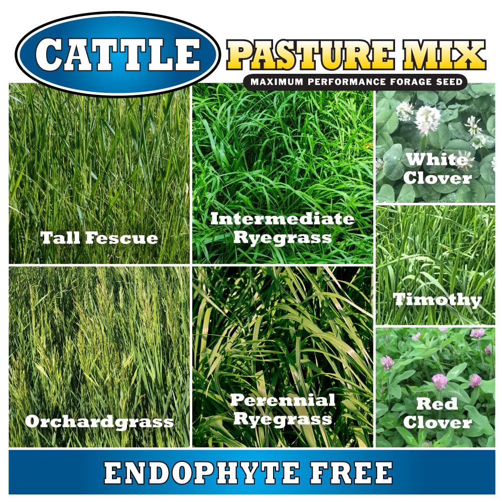 Mountain View Seeds MOUNTAIN VIEW SEEDS0 Grass-Seed - View #3