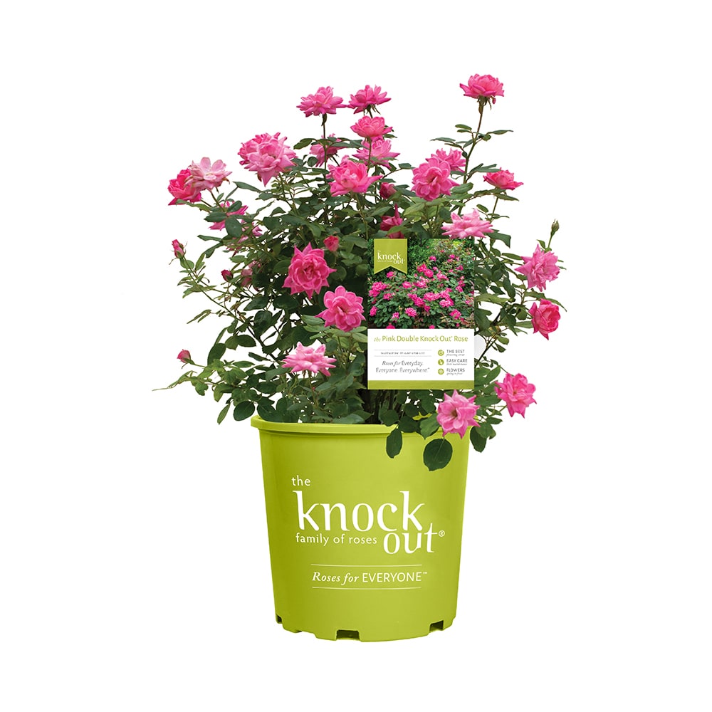 Roses Plant Package Type Pot