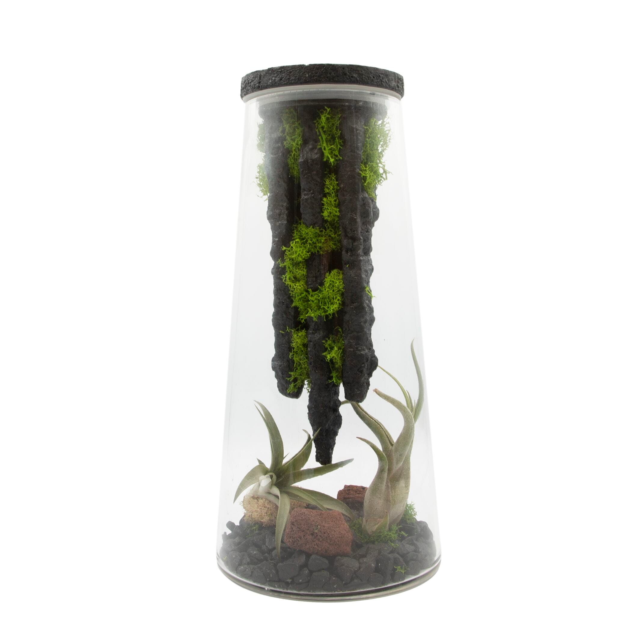 LiveTrends ASB06698 Monserrate House plant in 1 -Pack Terrarium 1.0 -Pack