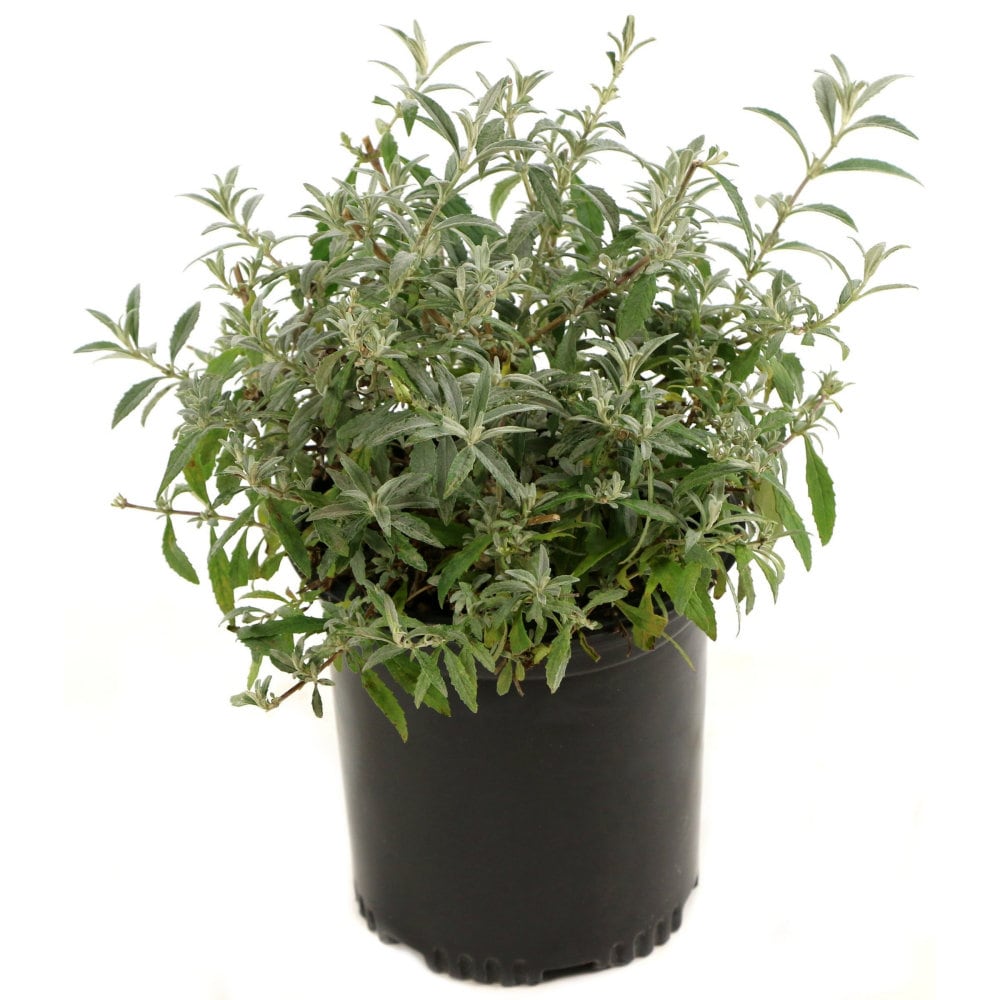 National Plant Network Pink Buddleia Flowering Shrub in 1-Gallon Pot in ...
