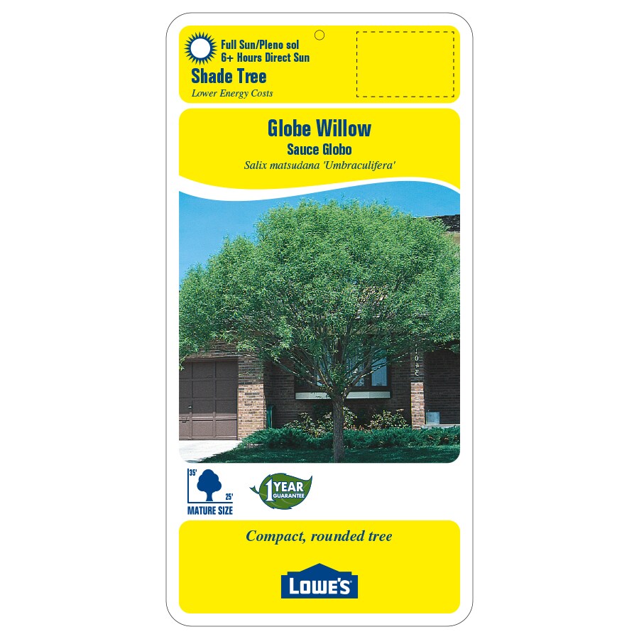 Lowe's 3.25-Gallon Shade Globe Willow In Pot (With Soil) in the Trees ...