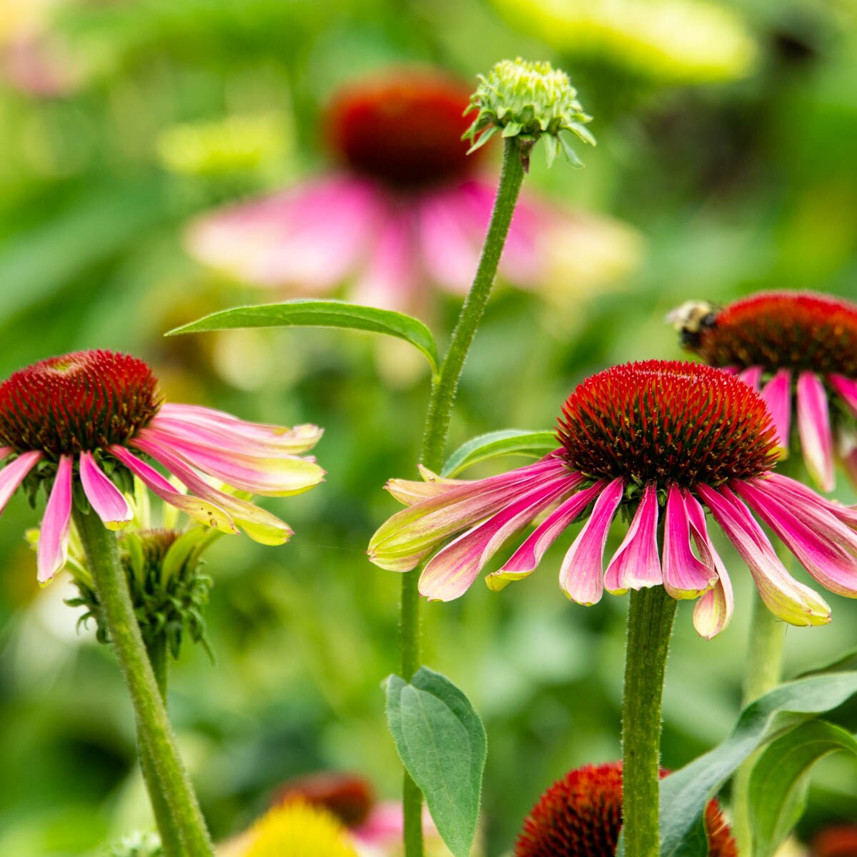 Direct Gardening 96078 perennials - View #3