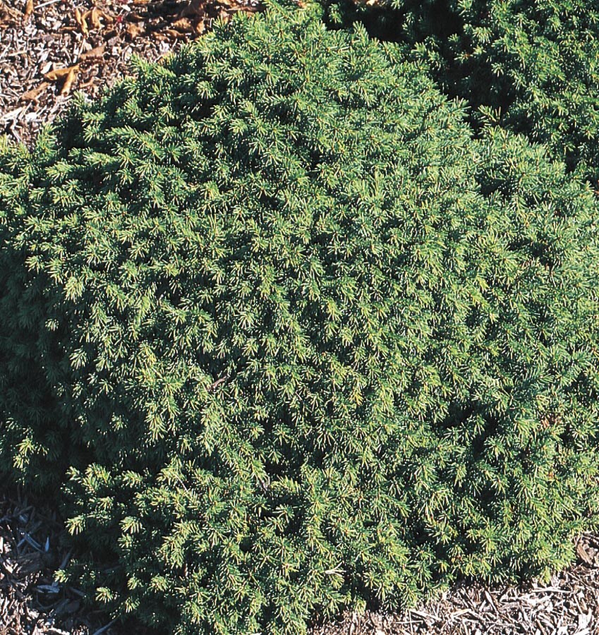  NURSERY Dwarf Norway Spruce Feature Shrub In Pot (With Soil)