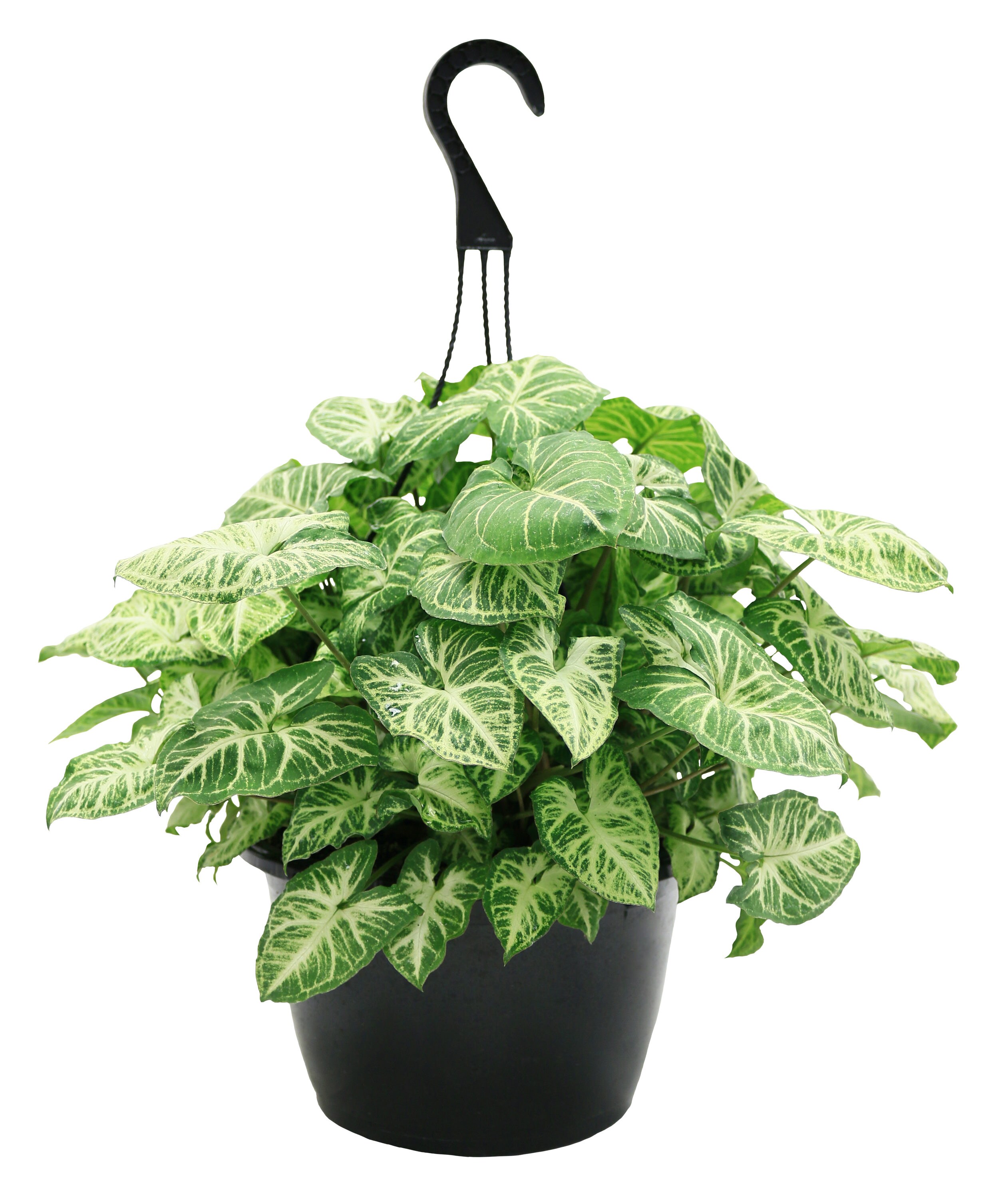 1.31-Gallon Arrow Head in Plastic Hanging Basket at Lowes.com