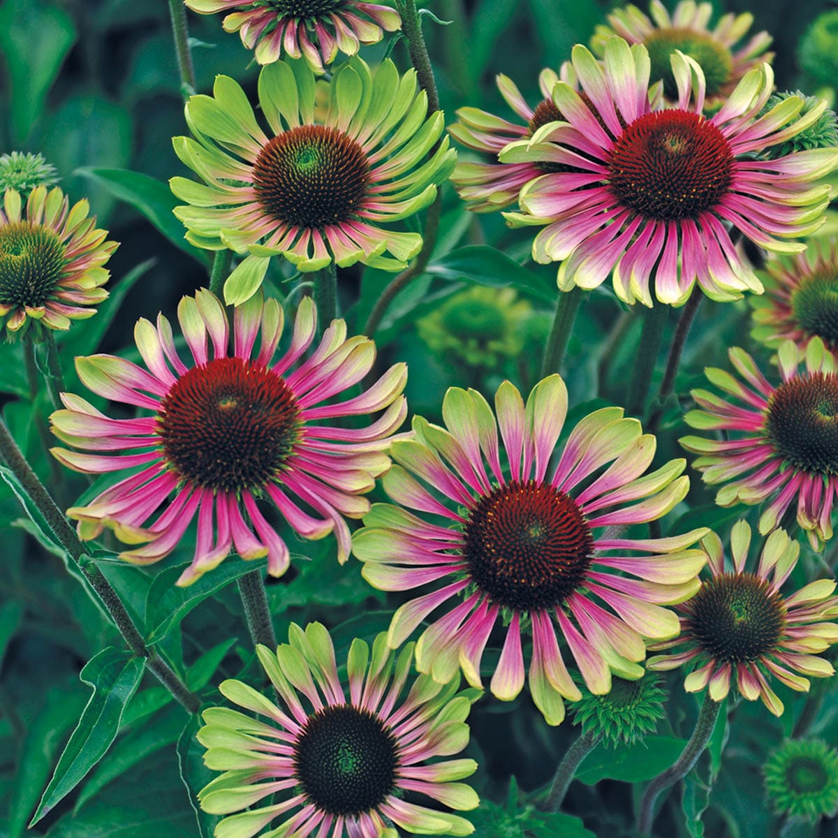 Direct Gardening 96078 perennials - View #2