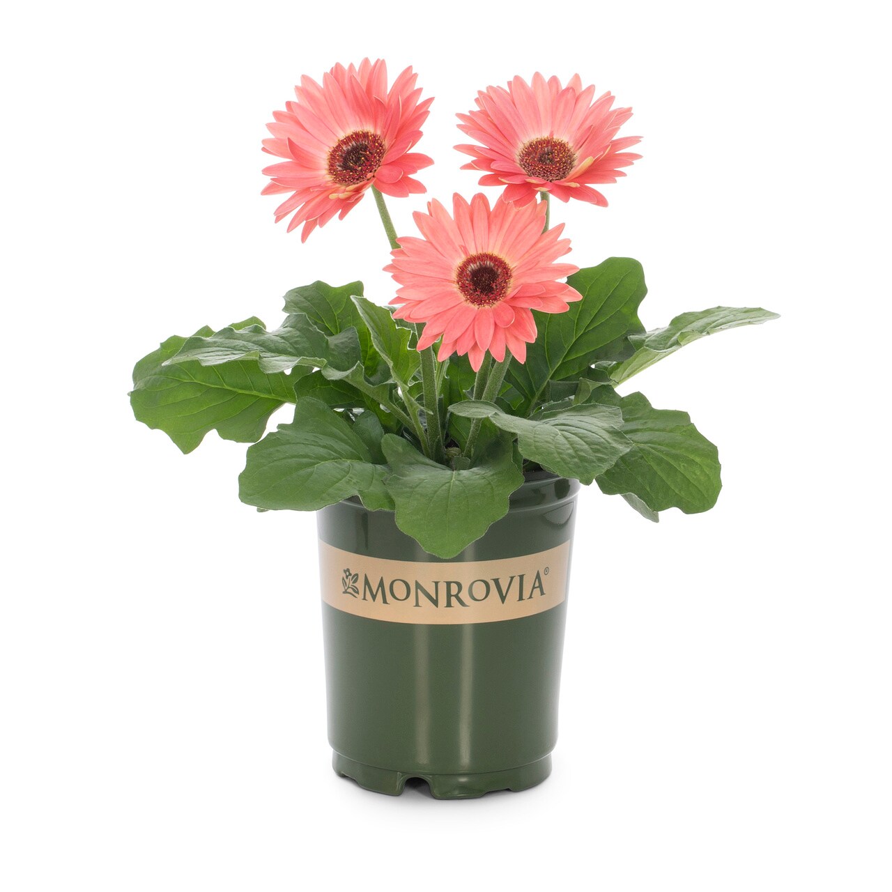Monrovia 4821 annuals - View #5