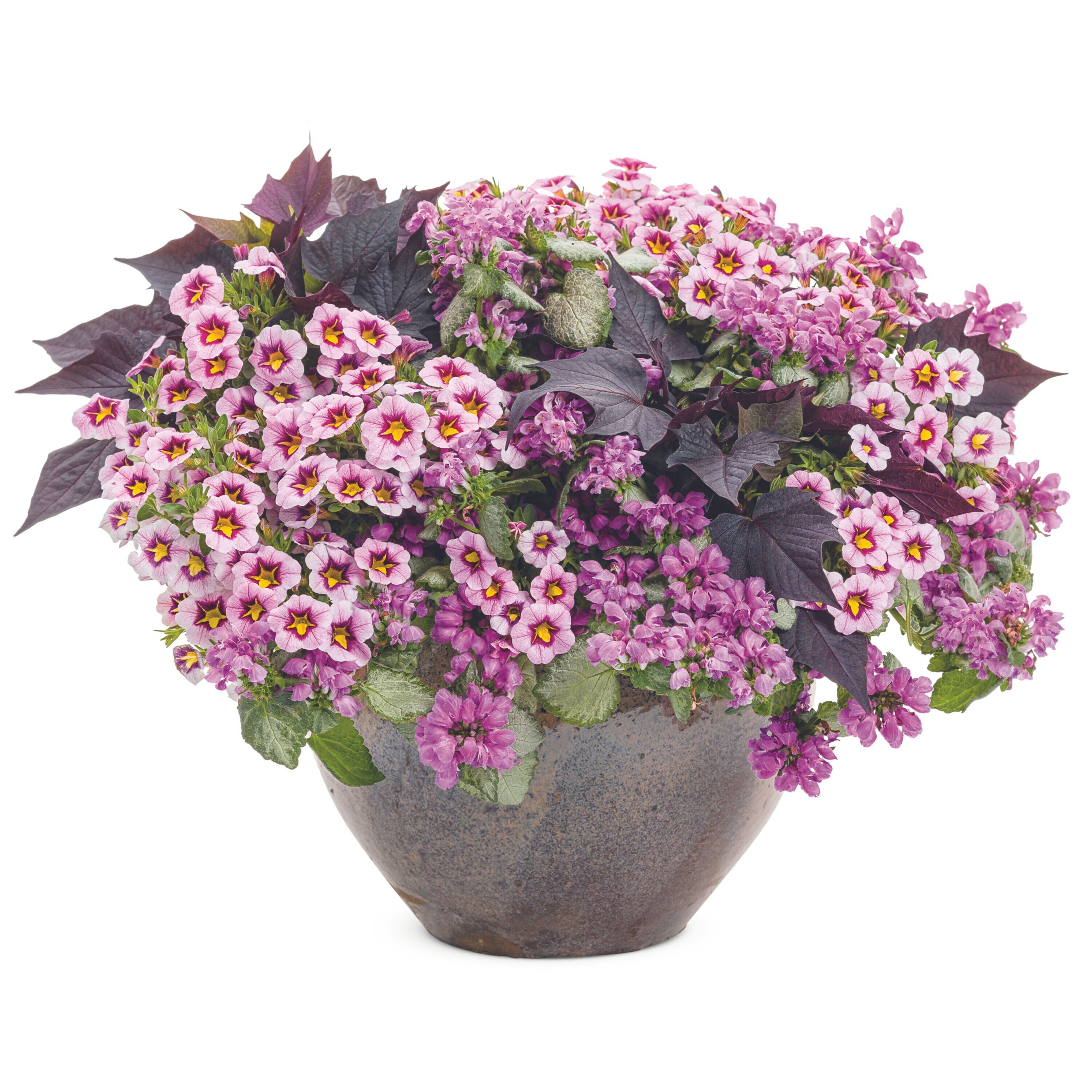 Proven Winners LMIPRS2017103 perennials - View #5