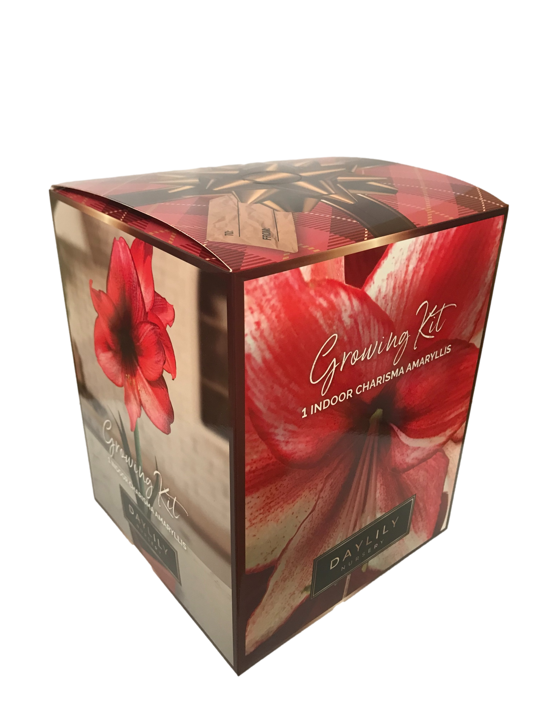 Daylily Nursery 22024 Red Amaryllis Plant in 1 -Pack Plantable container 1 -Pack