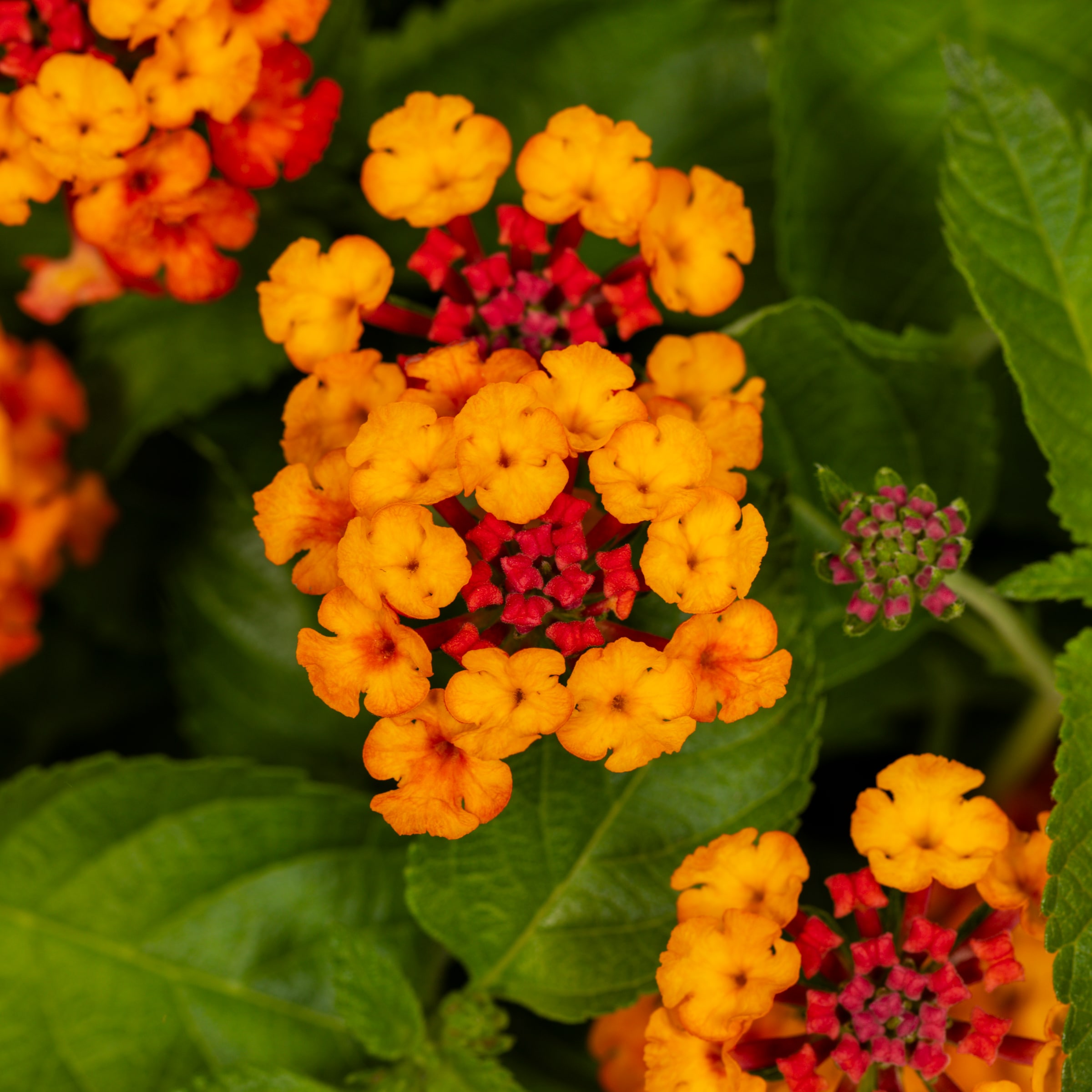 Ready Refill NURSERY annuals - View #4