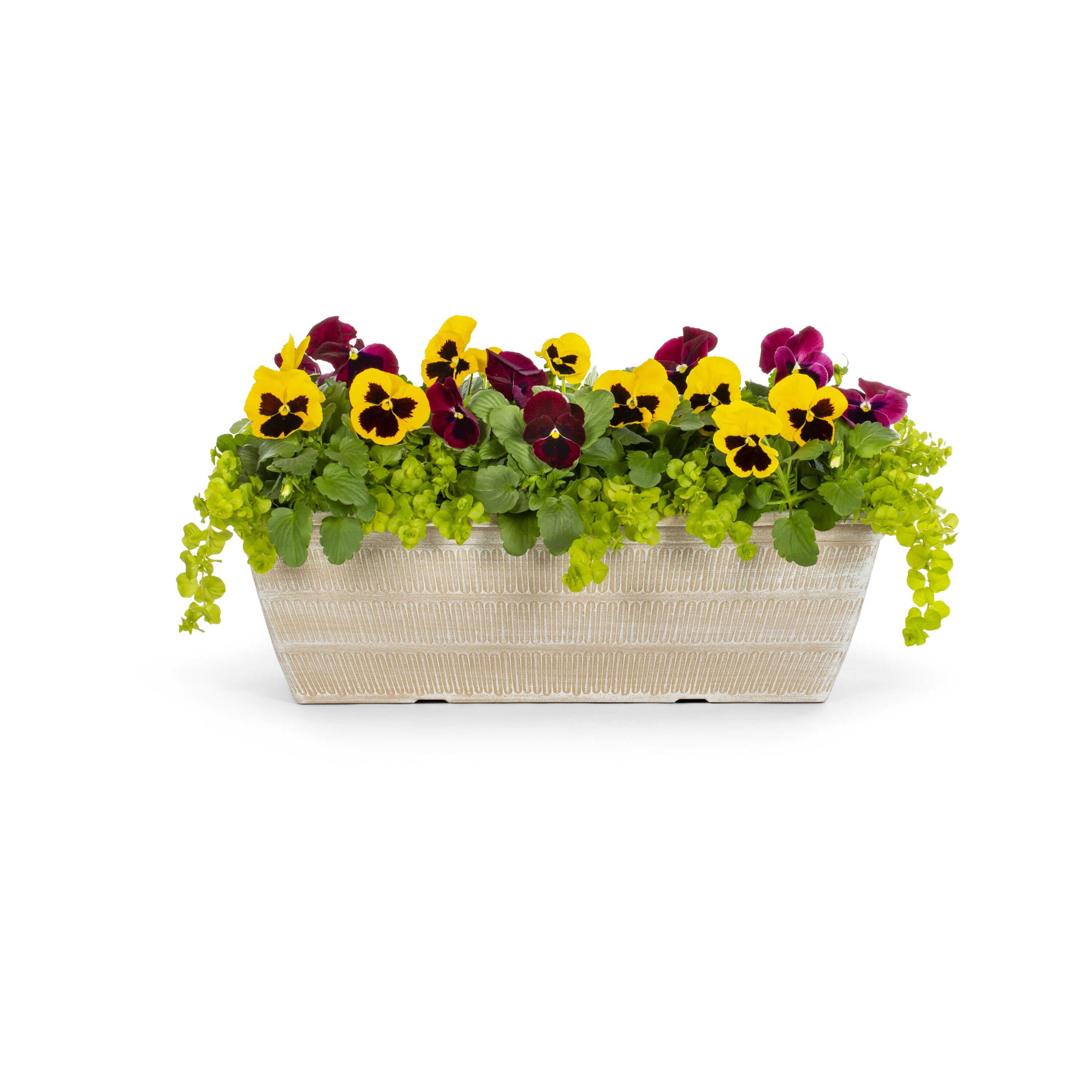 Lowe's Multicolor Pansy in 2-Gallon Planter in the Annuals department ...