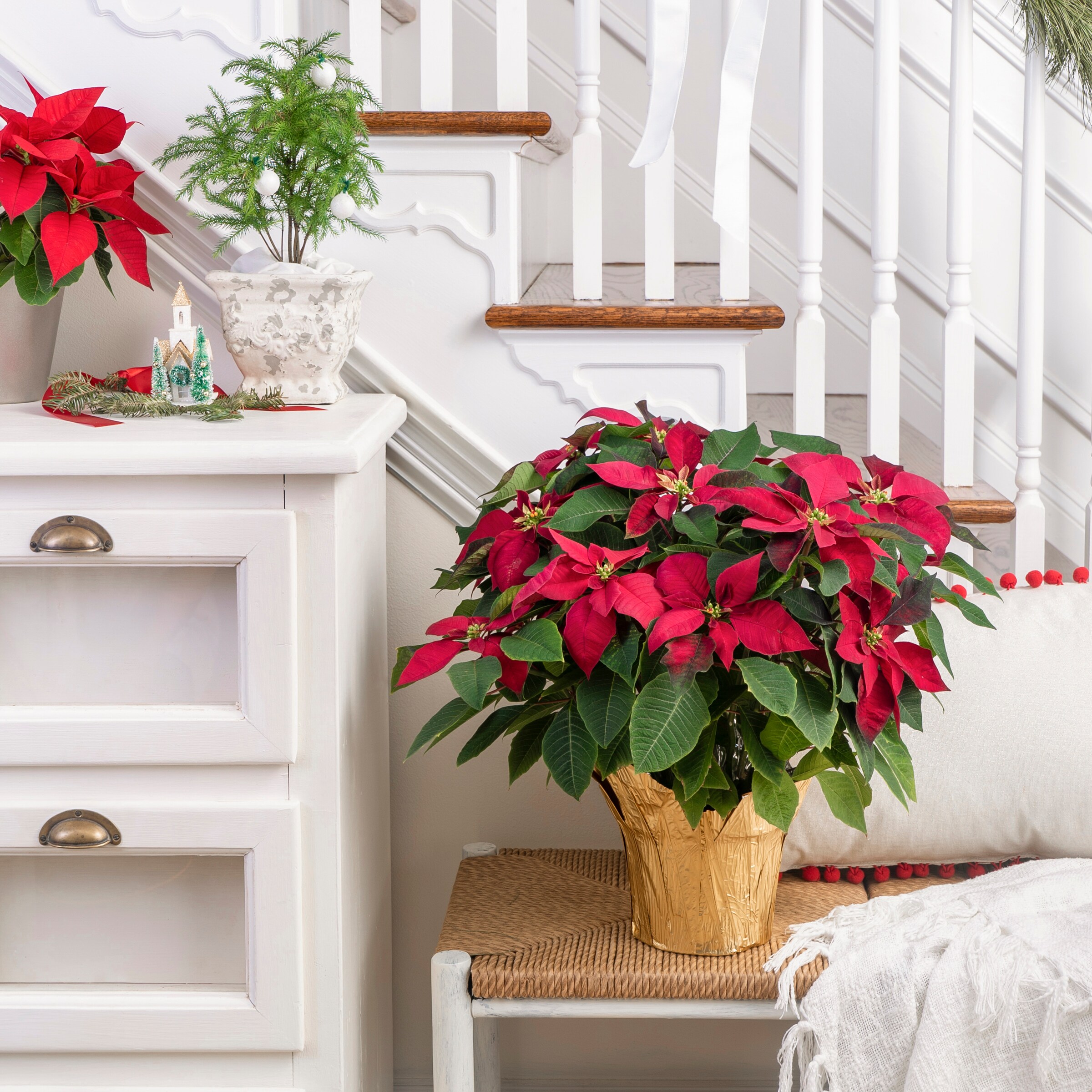 Holiday Living 5349210 Fresh-Christmas-Plants - View #3