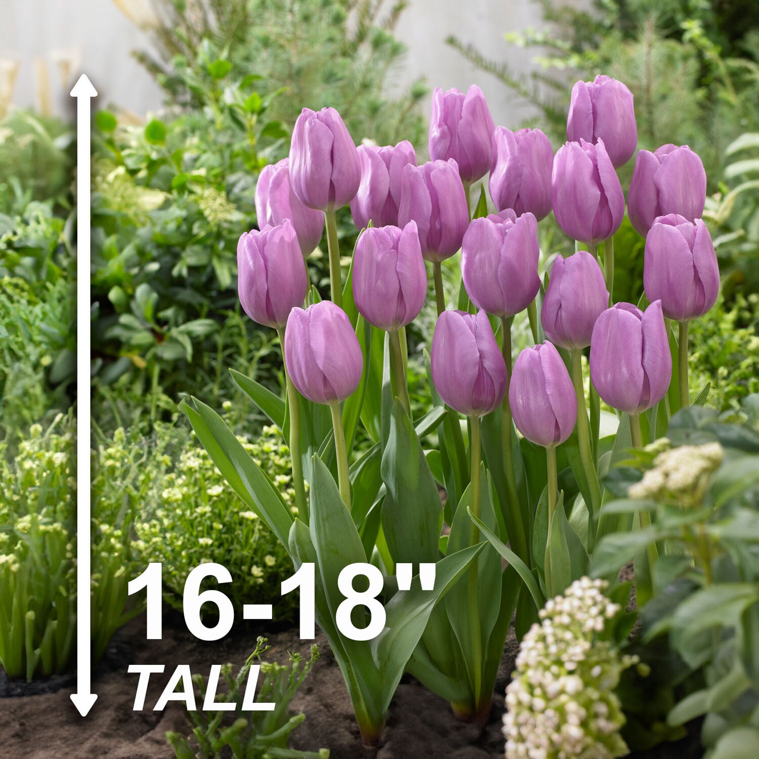 Garden State Bulb ECF-91-100-04 Plant-Bulbs - View #3