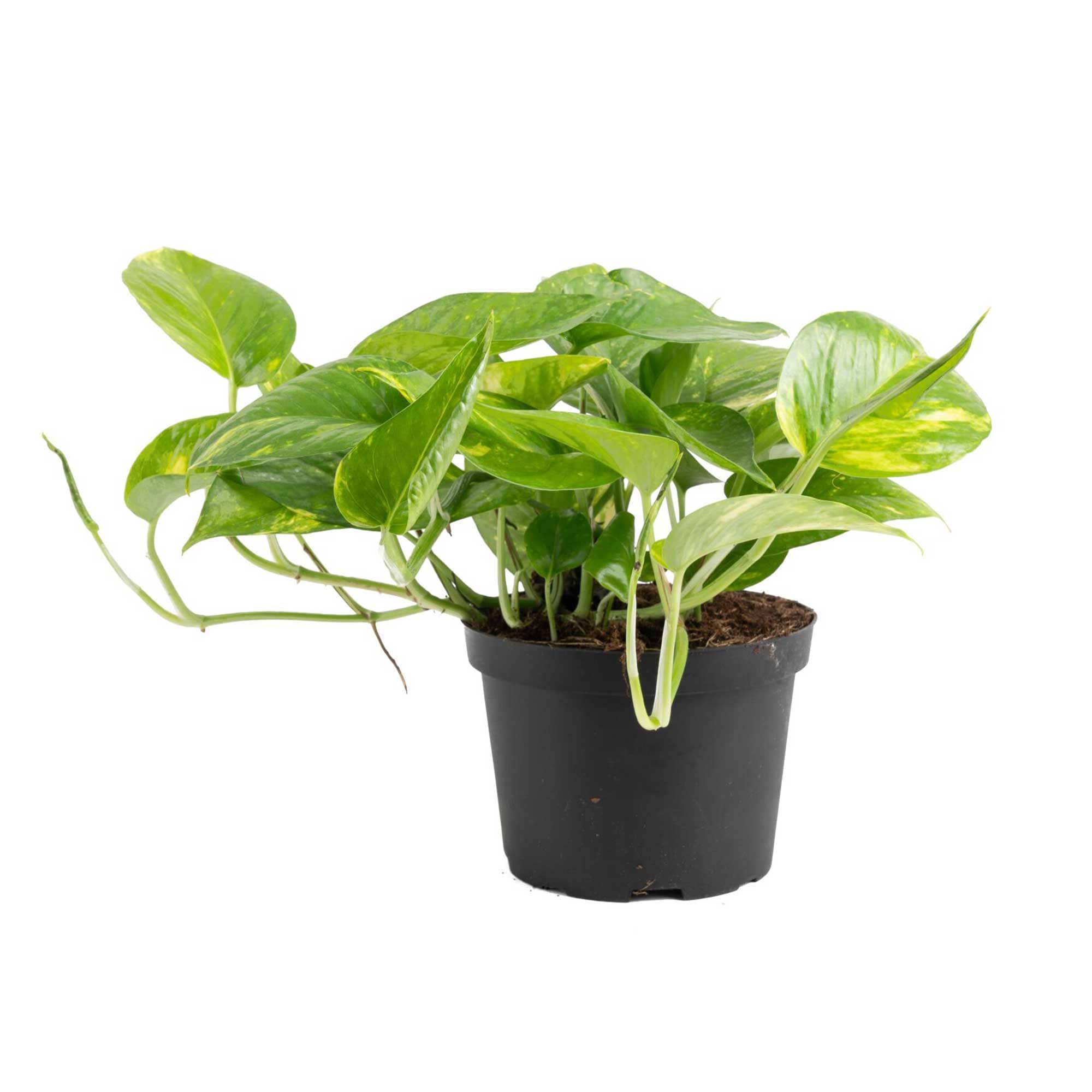 Costa Farms M-EPI-G-POT-01-LW Devil's Ivy Golden Pothos House plant in 6 Inch(es) Pot 1.0 -Pack