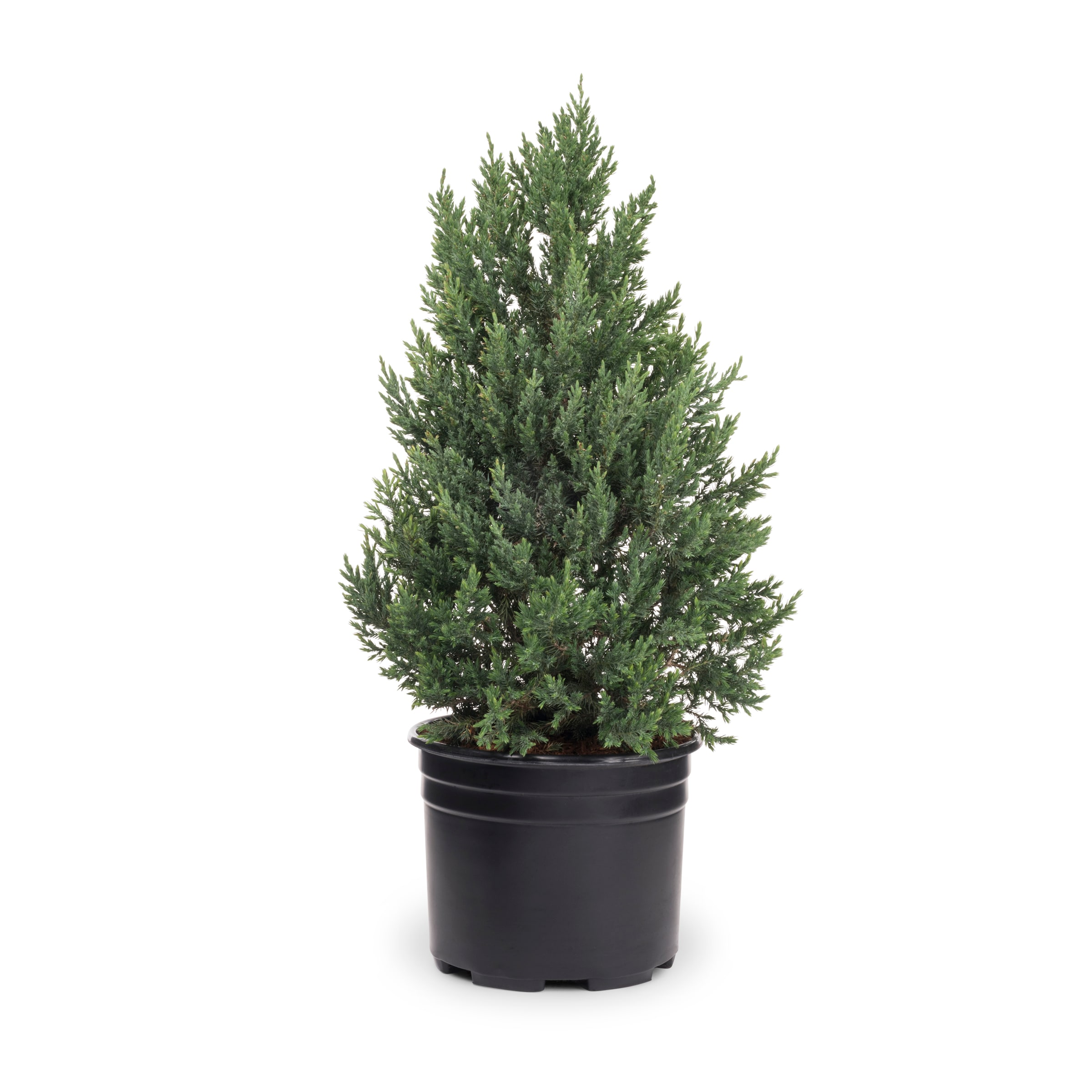 Blue Point Juniper Shrubs at