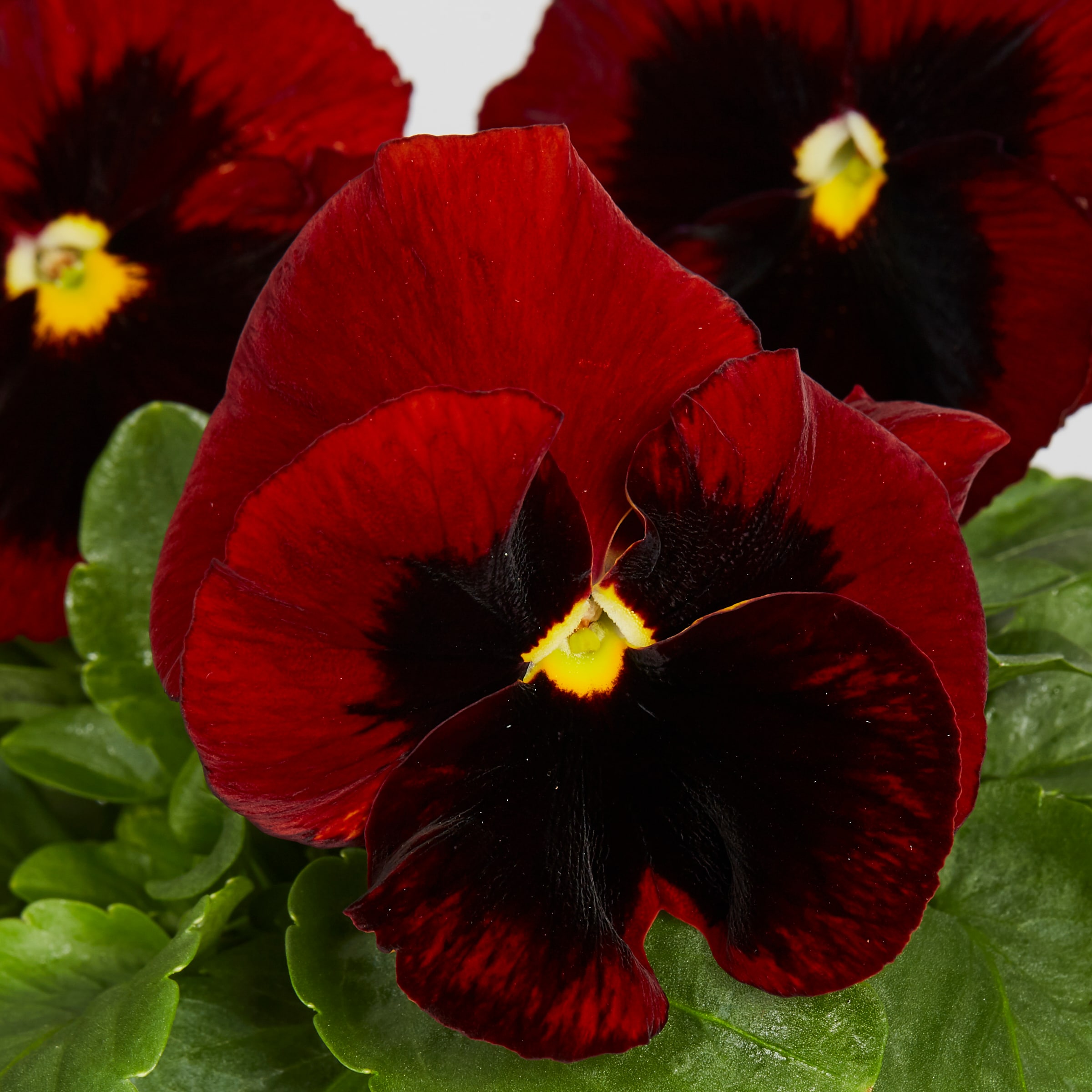  NURSERY annuals - View #3