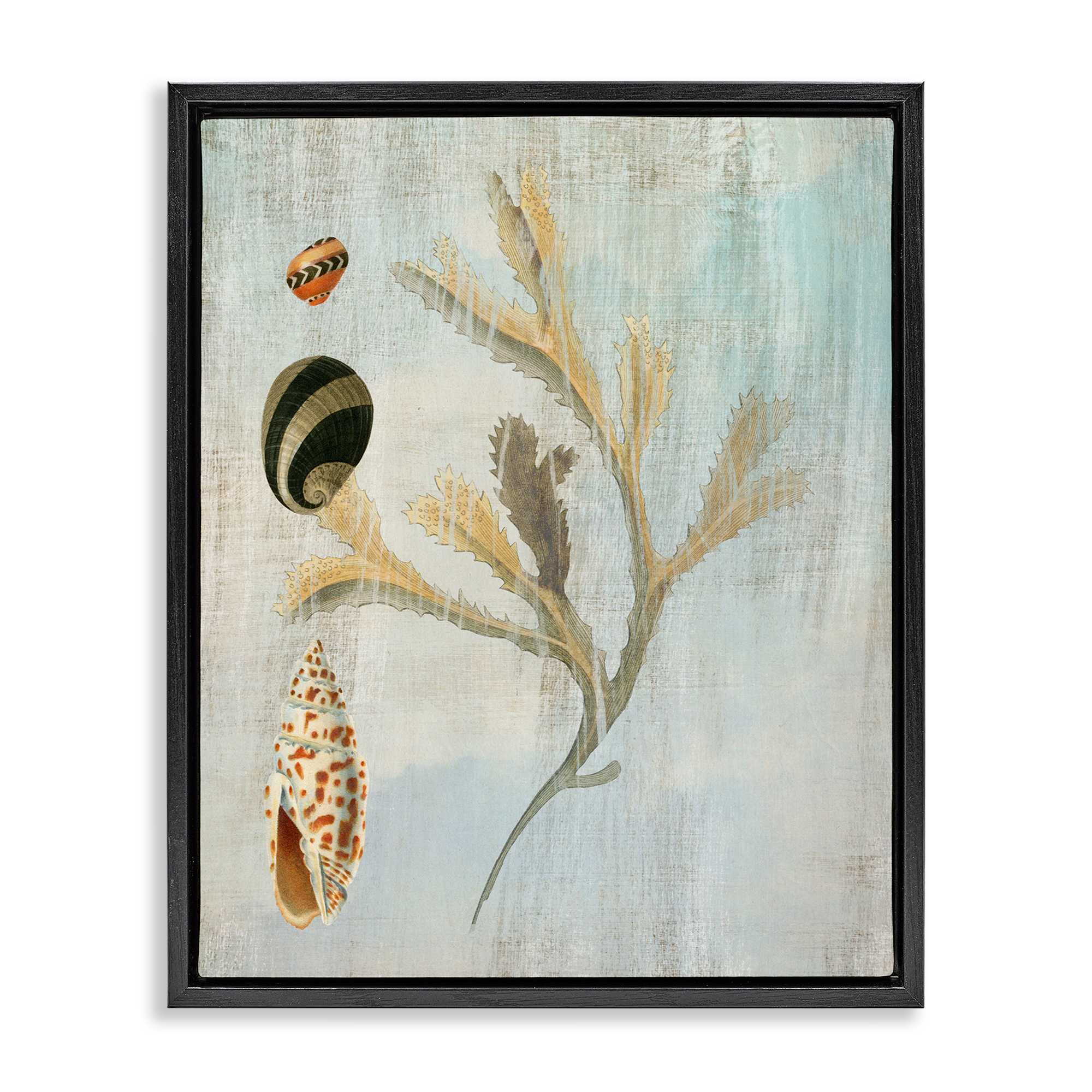 Stupell Industries BT-994-FFB-16X20 Mixed Seashells and  Coral Floating Frame design by Susan Arnot