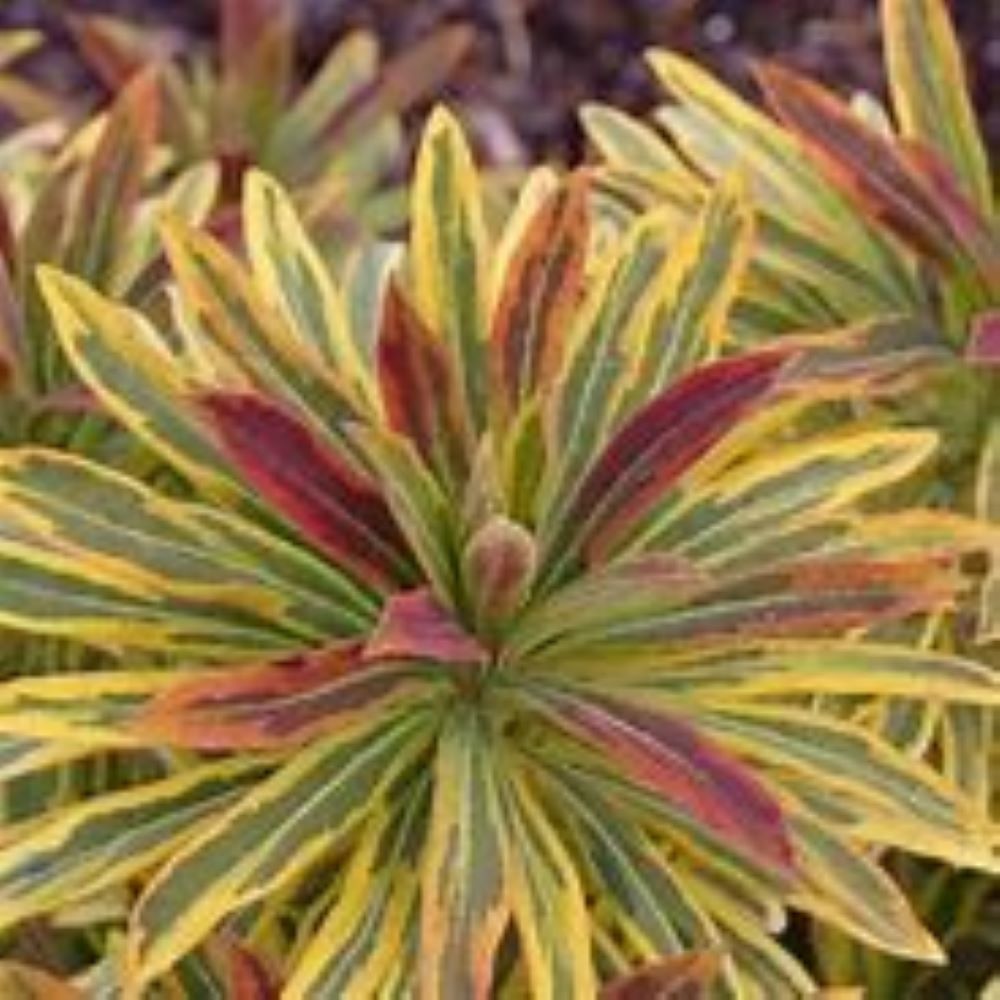 Monrovia 1152529 perennials - View #3