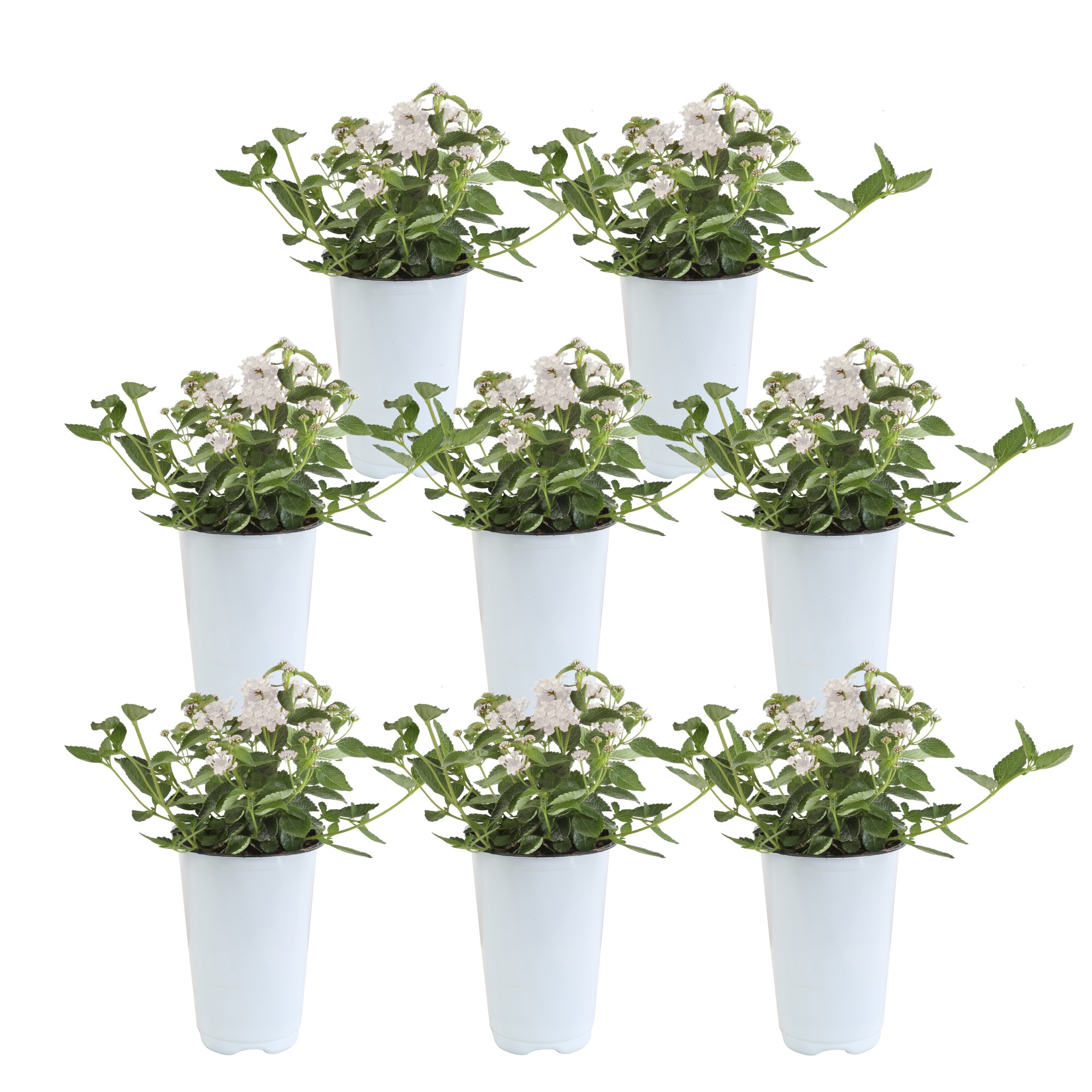 Costa Farms S-LT2-G-POT-08-LW White Lantana in 4-in Pot