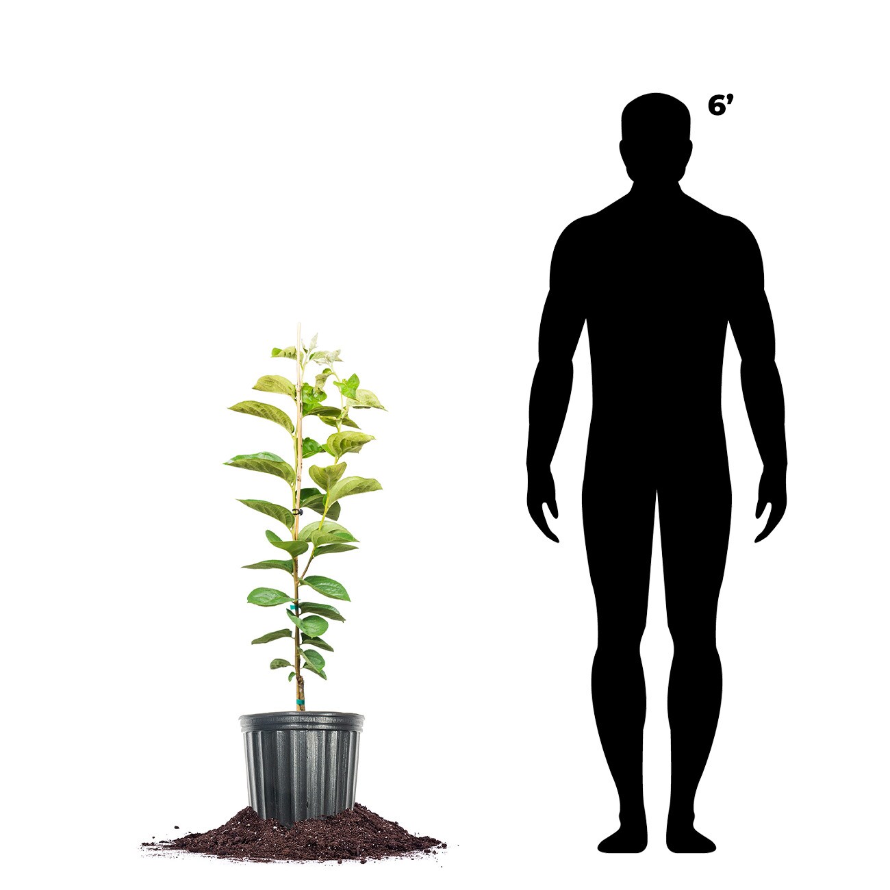 Perfect Plants LOTANEASHI3G trees - View #6