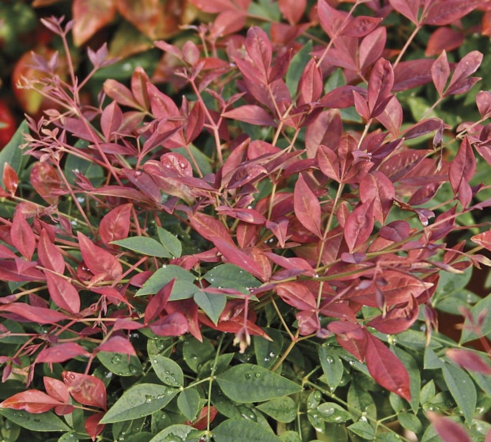 Lowe's NURSERY shrubs - View #2