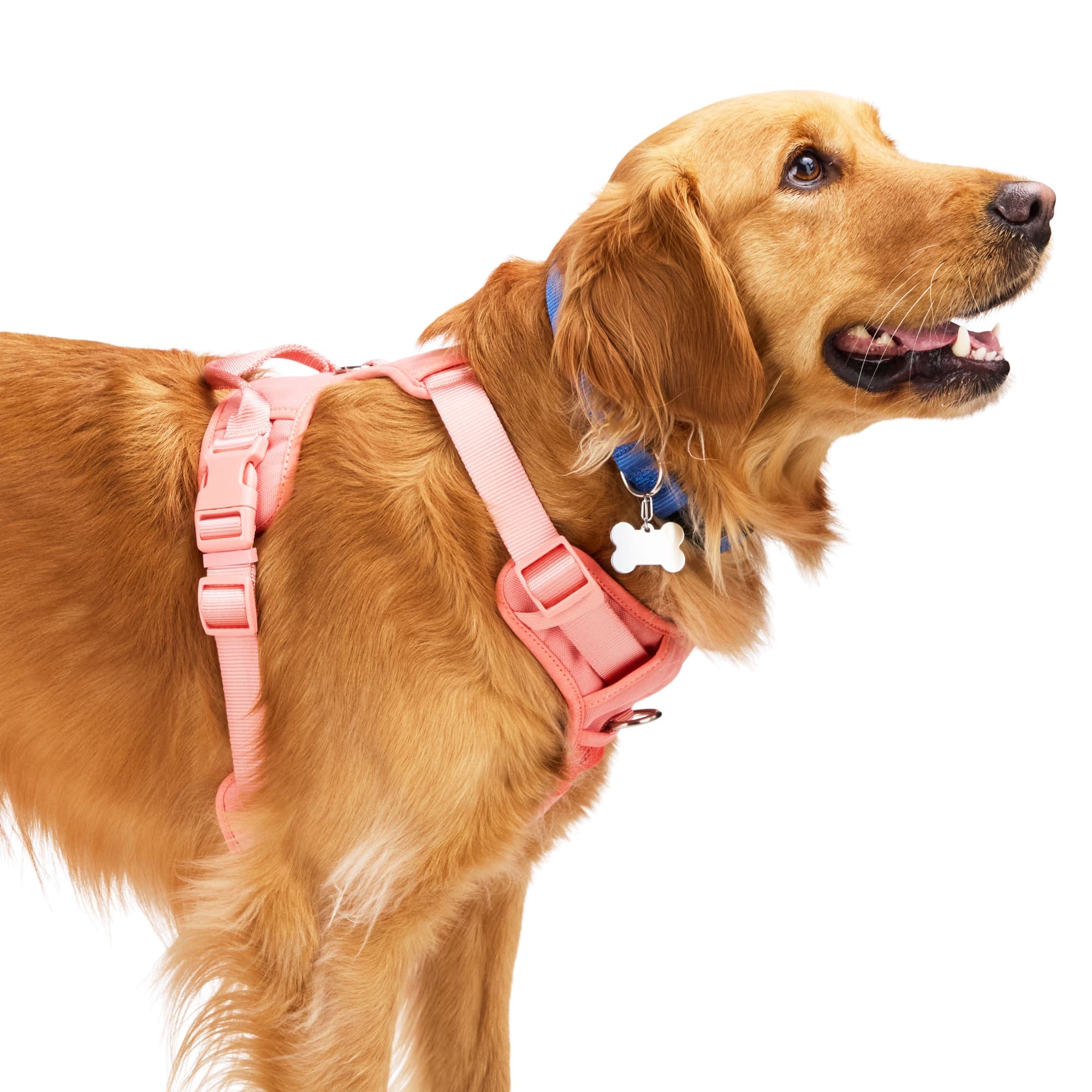 EveryYay 3877481 Dog-Collars-Harnesses - View #5