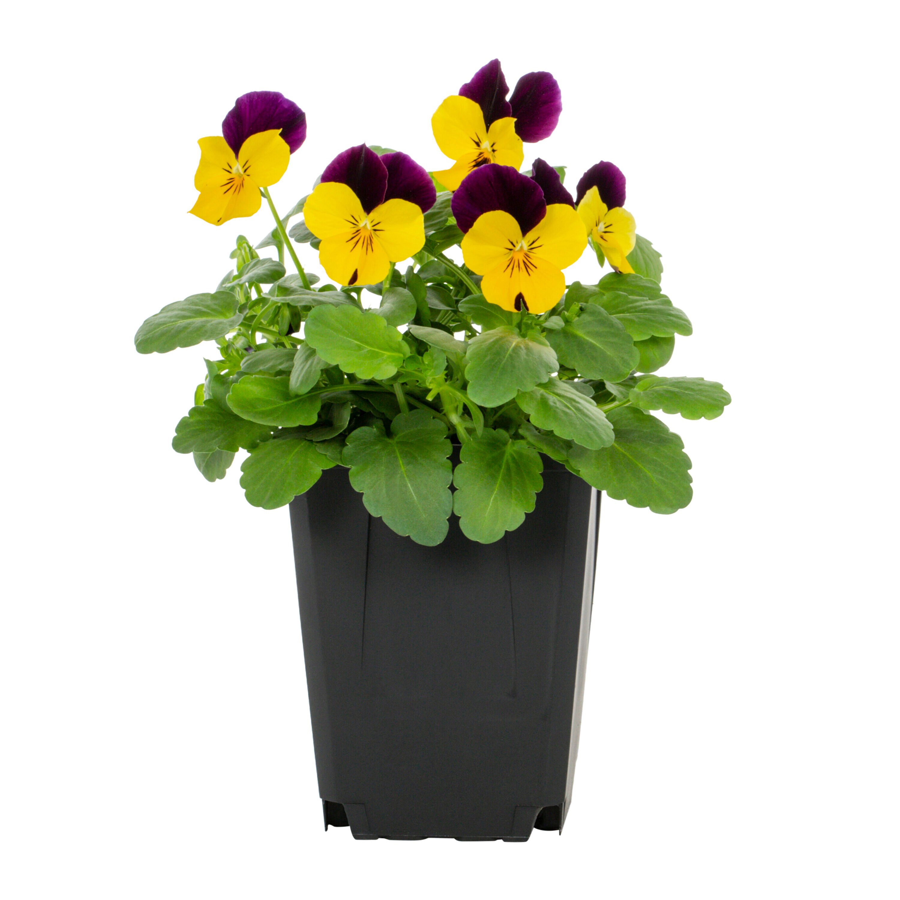 Metrolina Greenhouses 78819 annuals - View #5