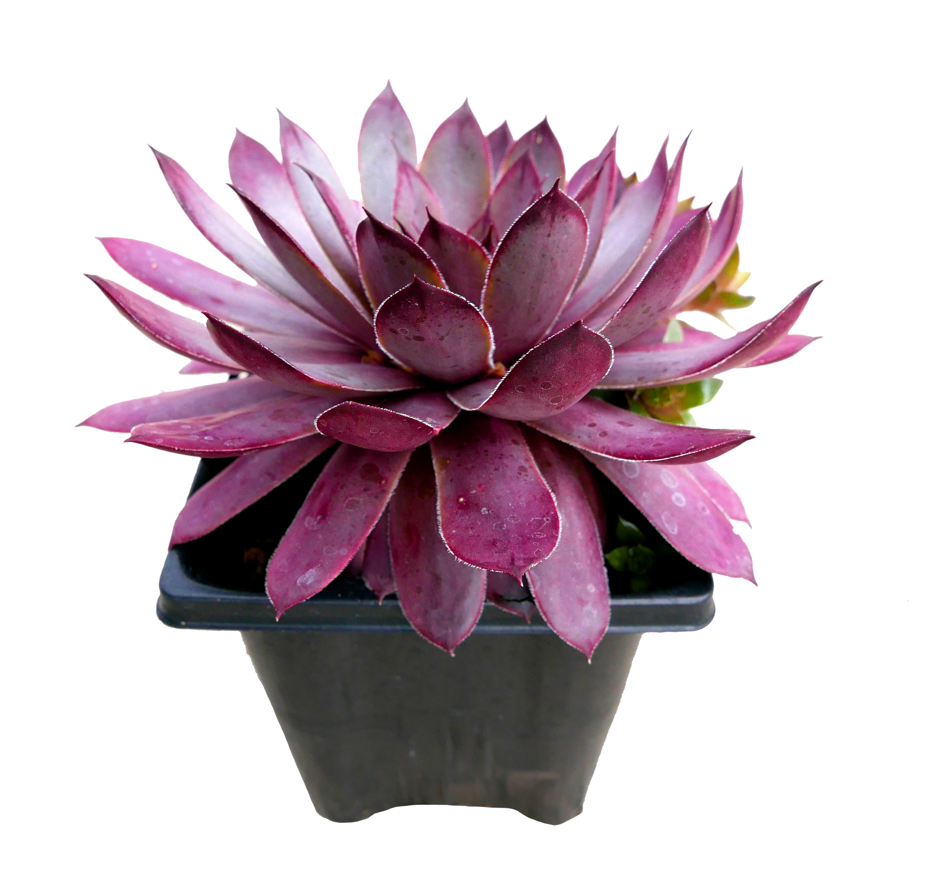  1055 perennials - View #5