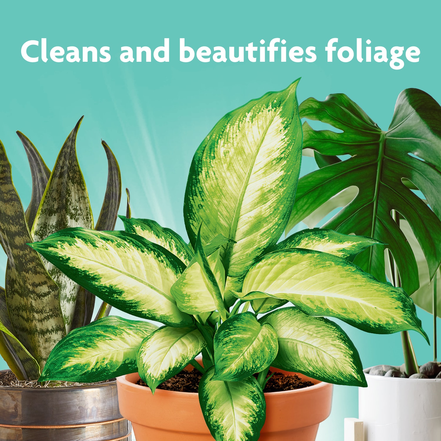 Elm Dirt Bloom Booster Fertilizer & Plant Perfection Spray Bundle for All  Plants - Leaf Shine Spray for Indoor Plants & Outdoor Plant Food | Healthy