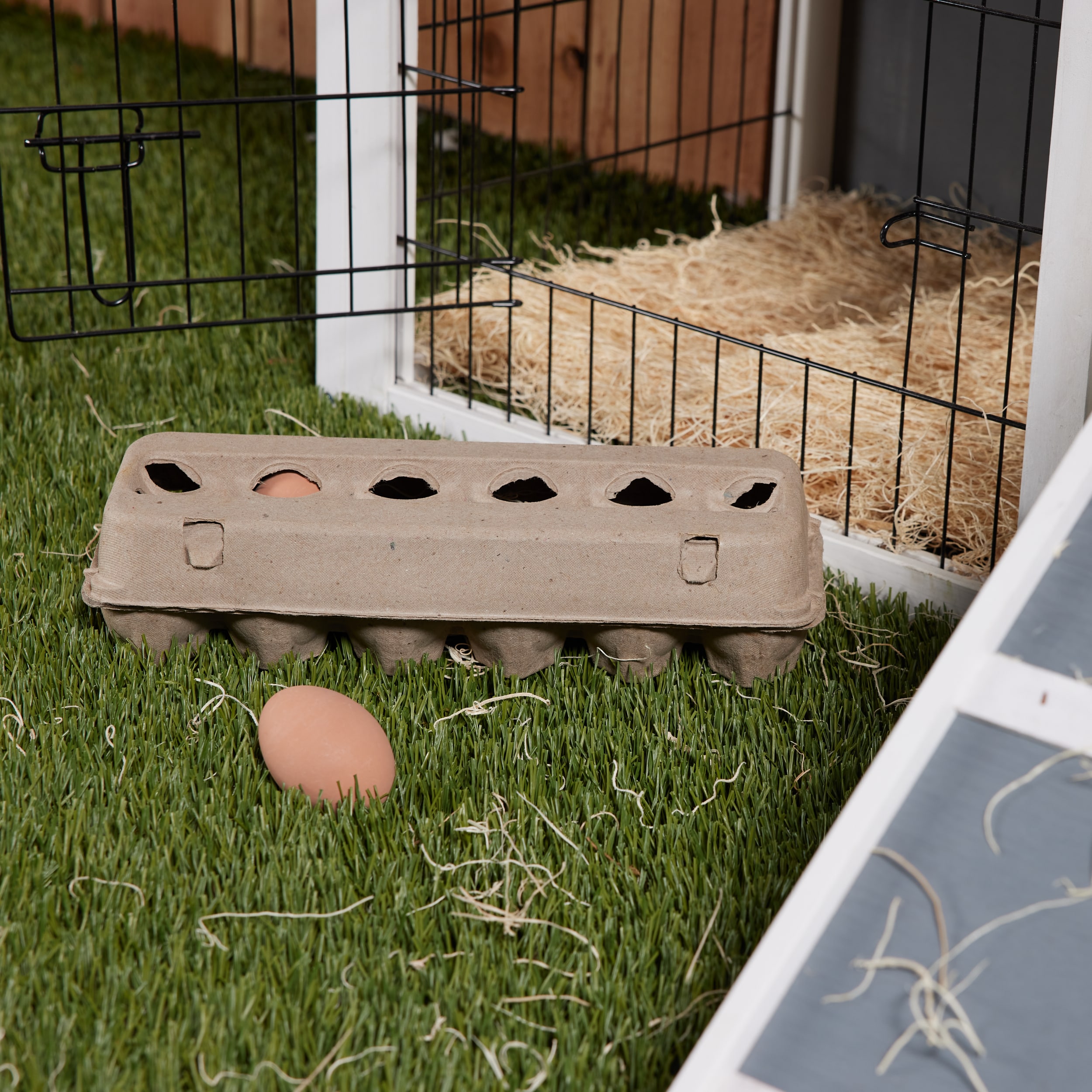 Pecking Order Egg-Carton Dozen Cardboard in the Food Storage