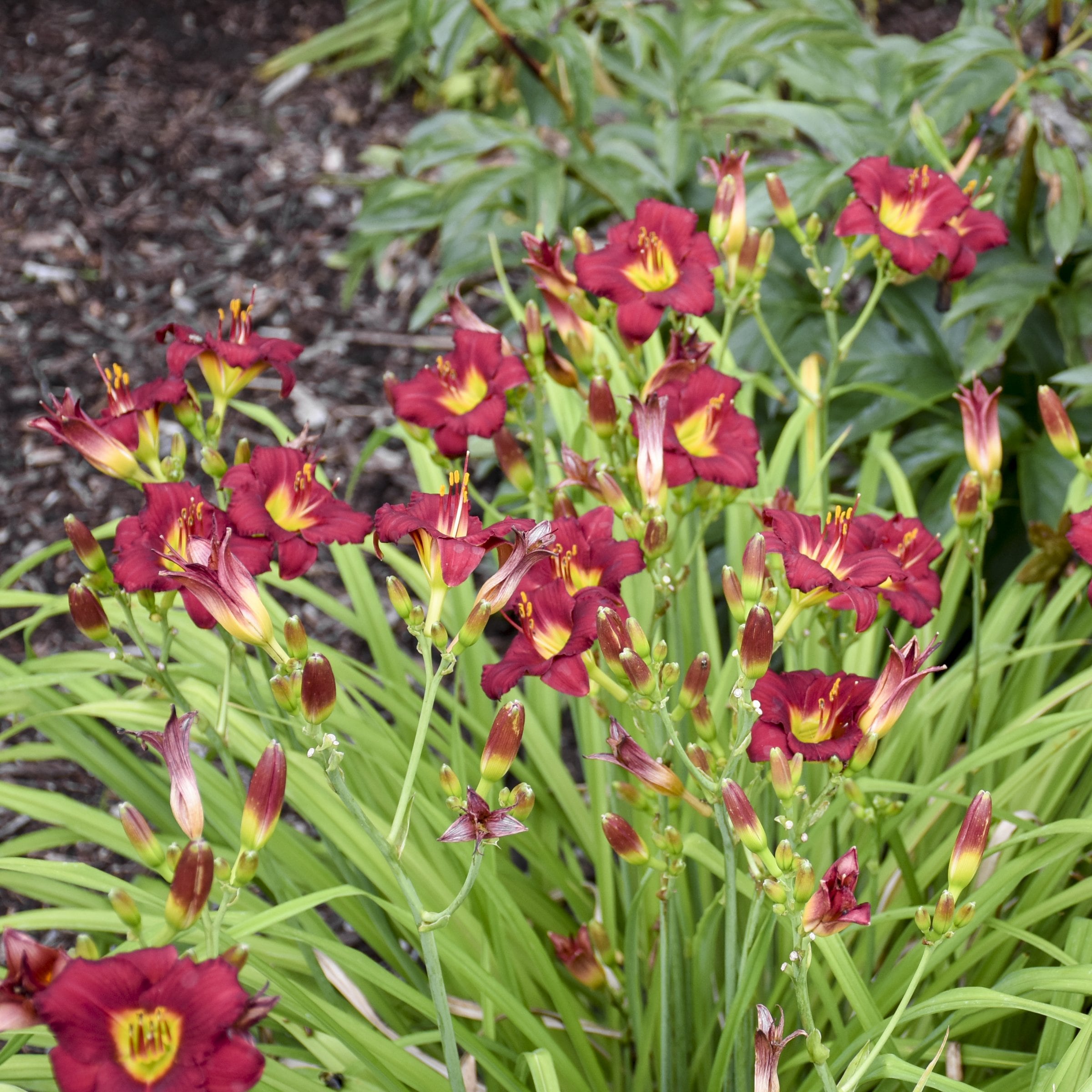 National Plant Network LW1985 perennials - View #6