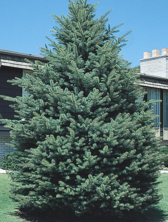 Black Hills Spruce Trees at Lowes.com